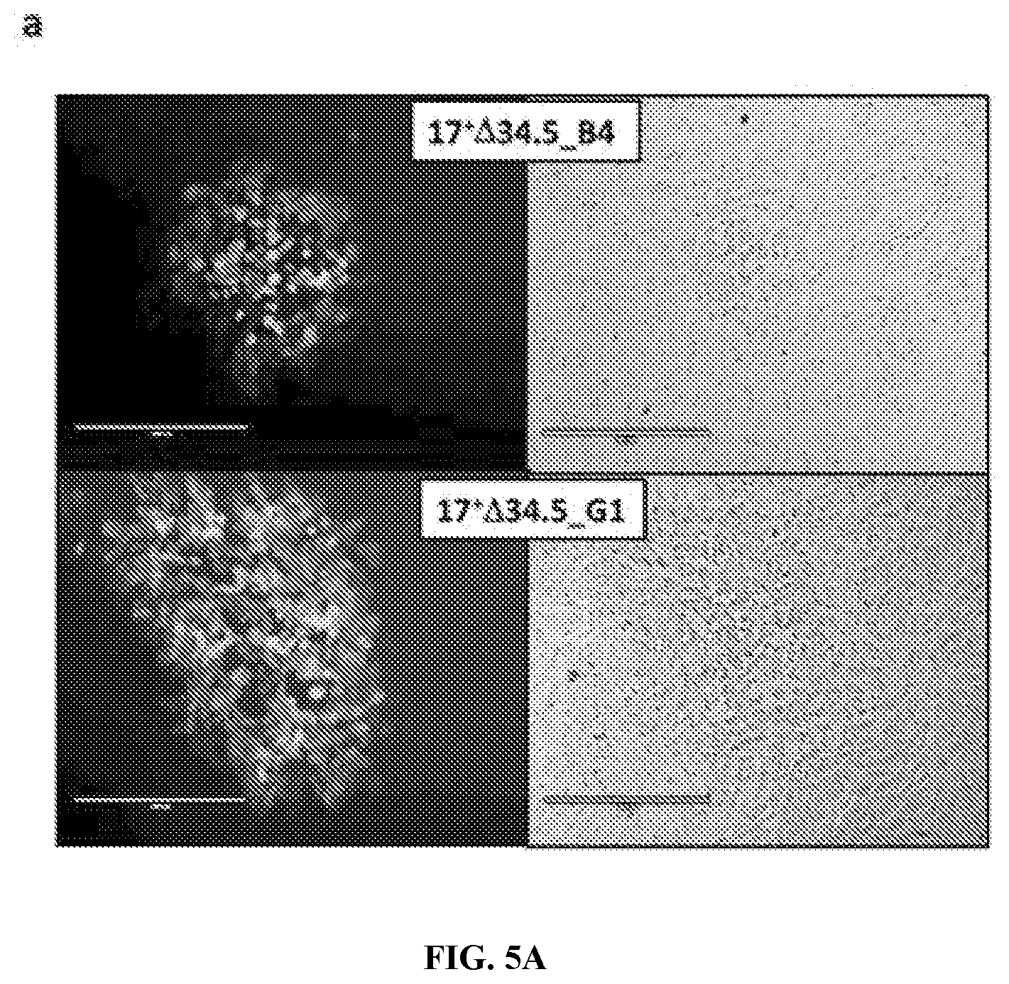 Patent US12480097 Figure 8 – Syncytial oncolytic herpes simplex mutants as potent cancer therapeutics