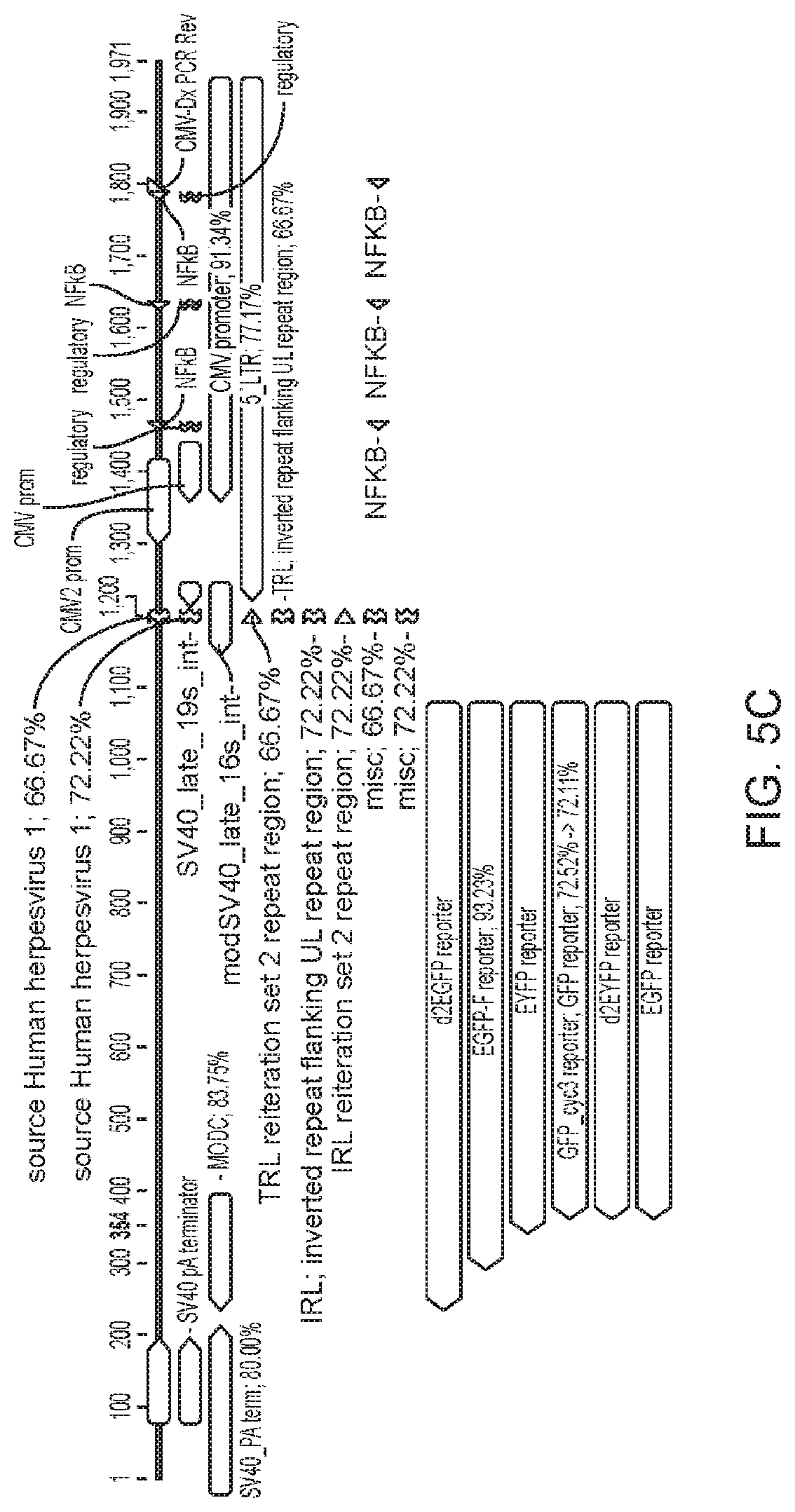 Patent US12480097 Figure 10 – Syncytial oncolytic herpes simplex mutants as potent cancer therapeutics