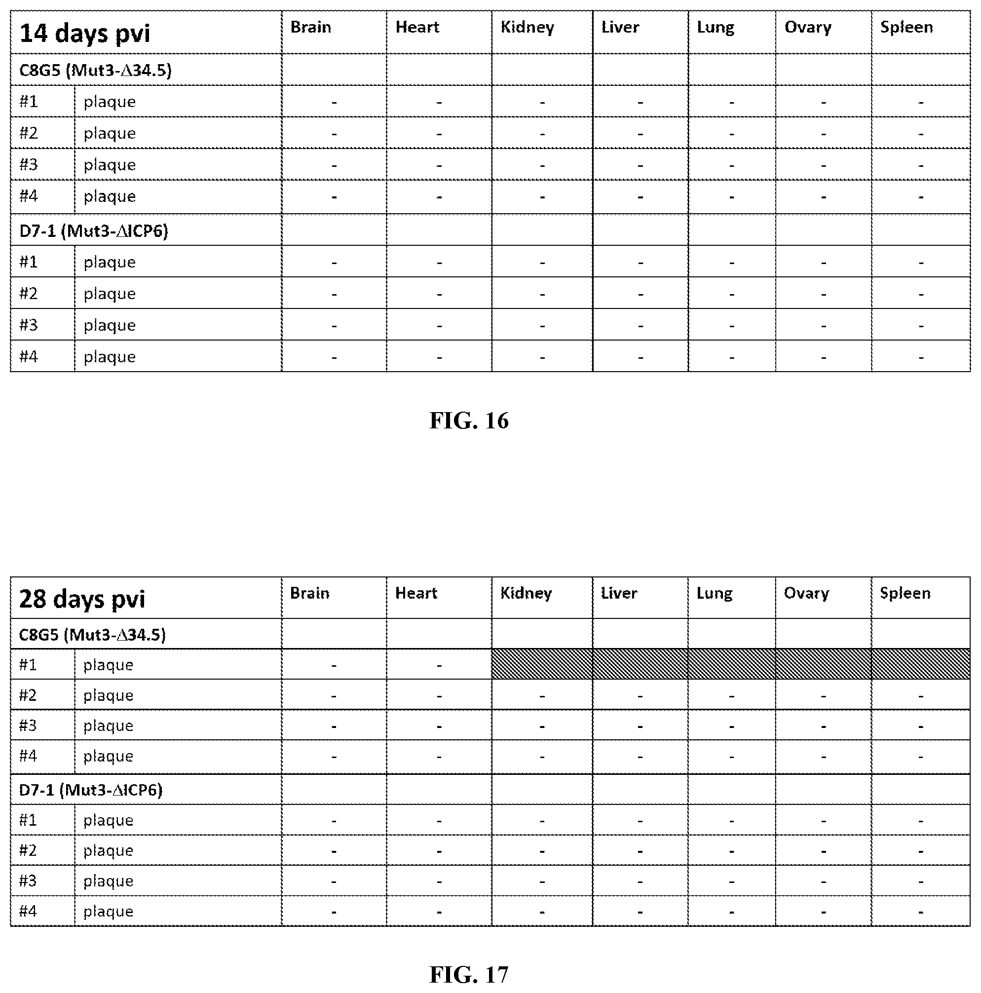 Patent US12480097 Figure 19 – Syncytial oncolytic herpes simplex mutants as potent cancer therapeutics