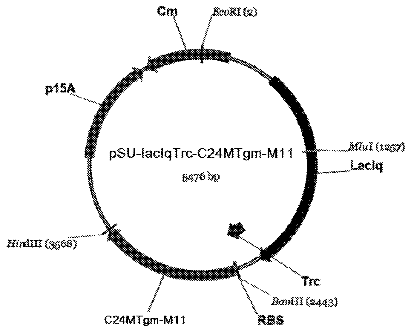 Patent US12480102 — Genetic strain for producing 3-aminoisobutyric acid — Figure 1