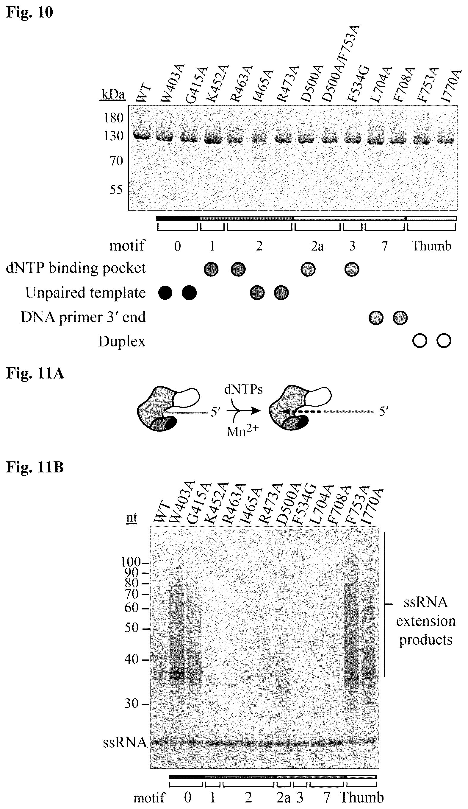 Patent US12480106 Figure 5 – Reactions with non-retroviral reverse transcriptase