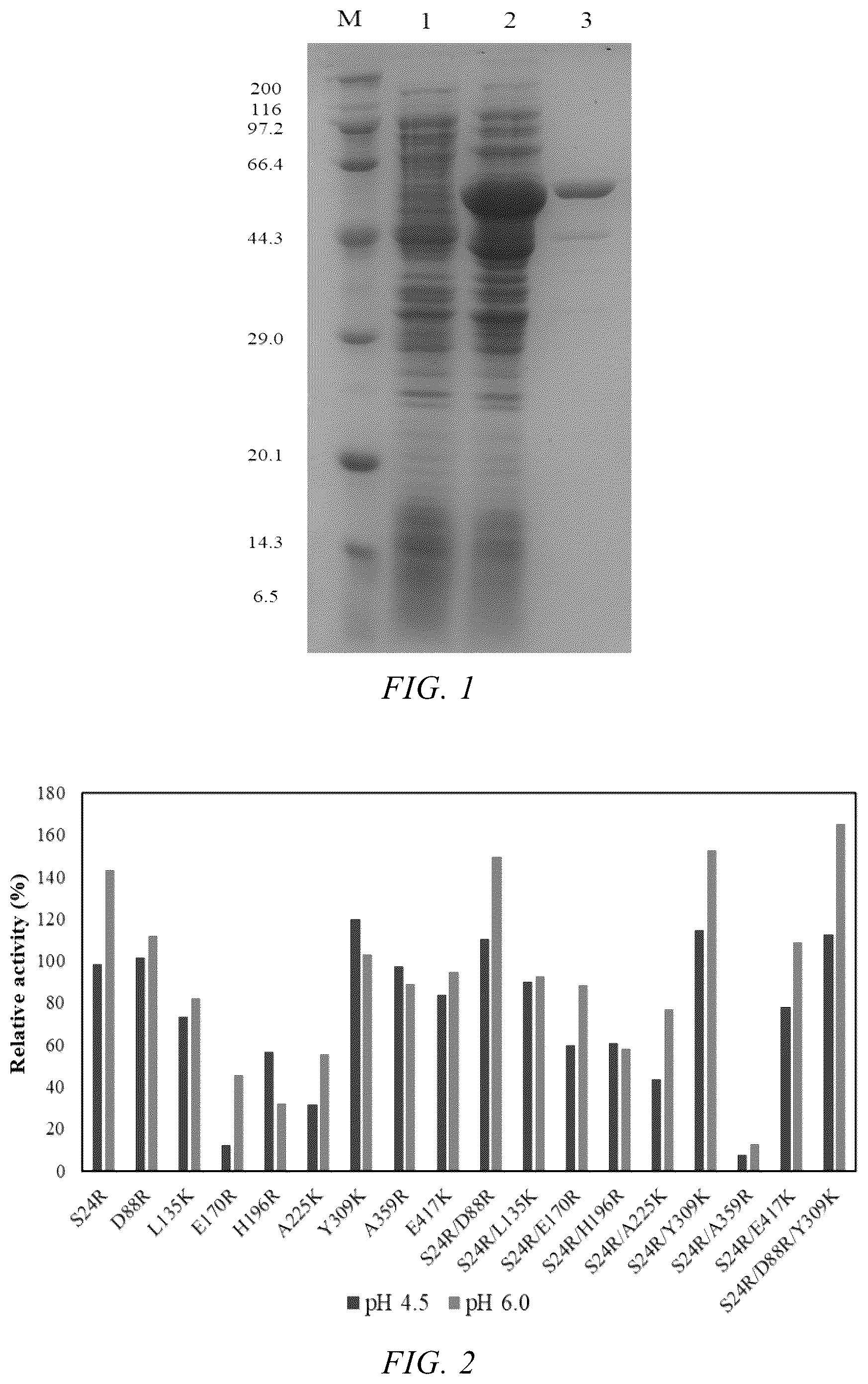 Patent US12480112 — Glutamate decarboxylase mutant with improved pH tolerance and use thereof in synthesis of gamma-aminobutyric acid — Figure 1