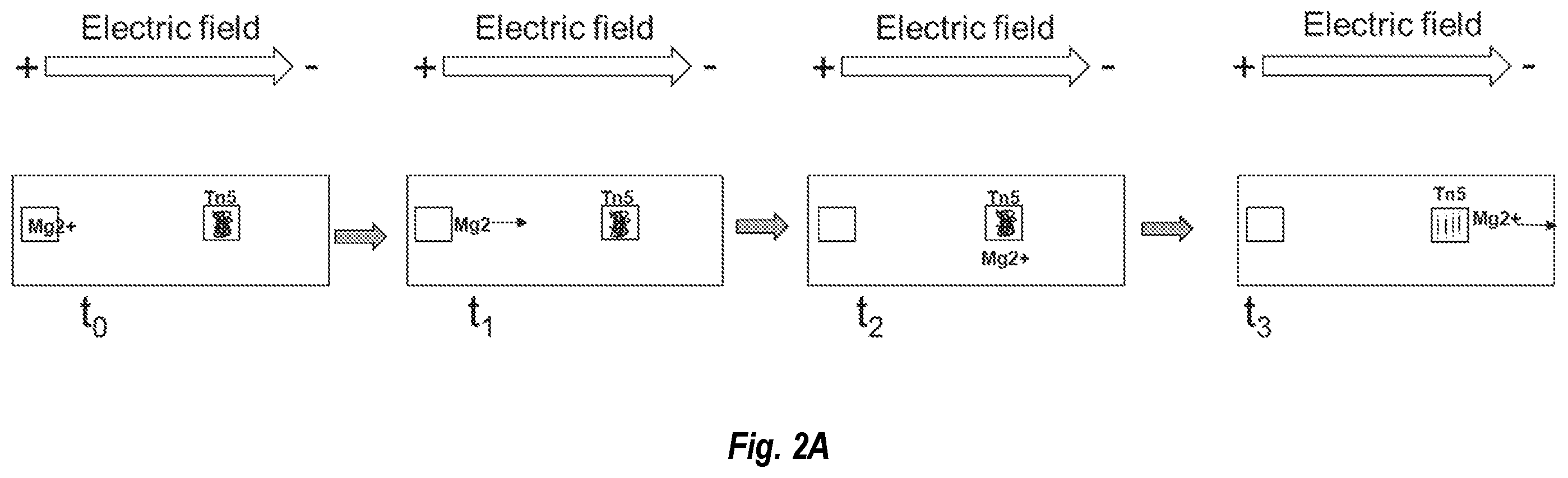 Patent US12480114 Figure 3 – Nucleic acid library preparation using electrophoresis