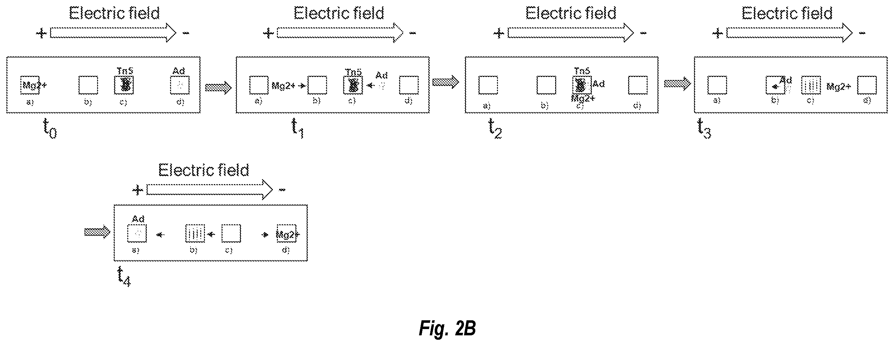 Patent US12480114 Figure 4 – Nucleic acid library preparation using electrophoresis