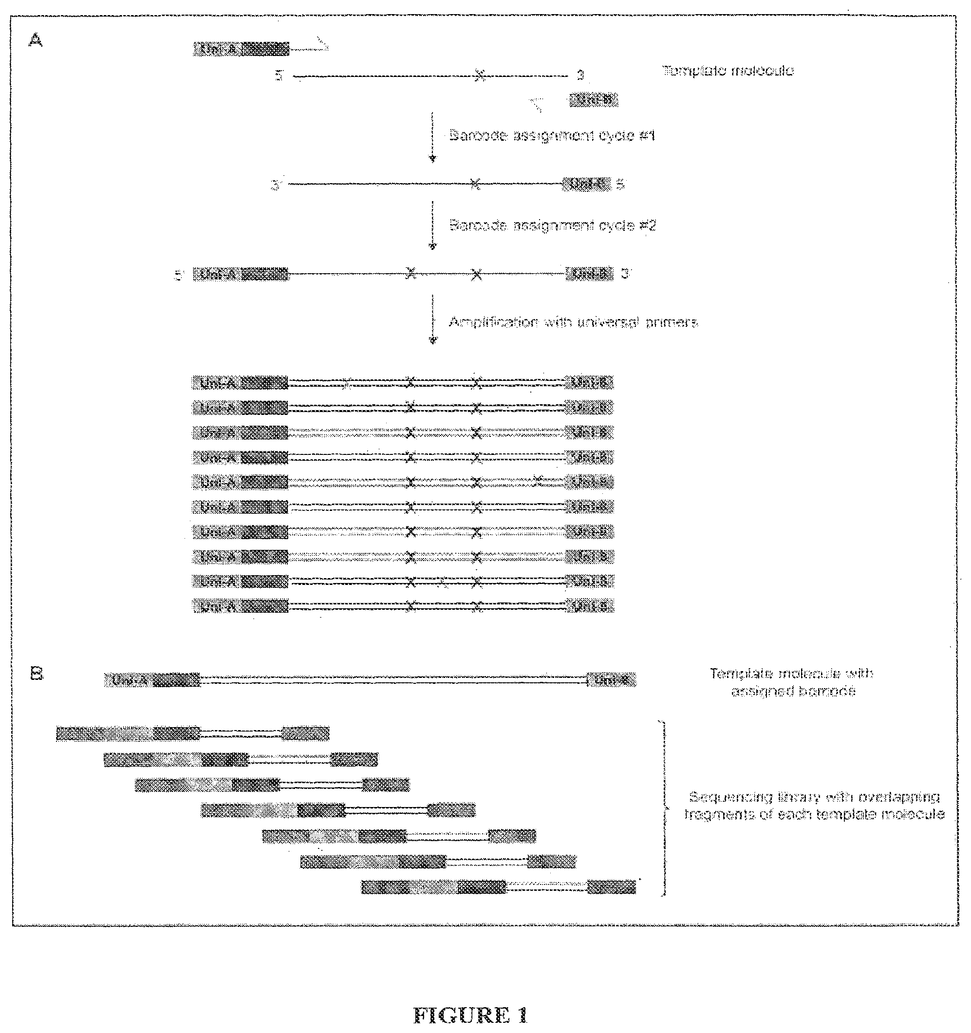 Patent US12480115 Figure 1 – Method for generating extended sequence reads