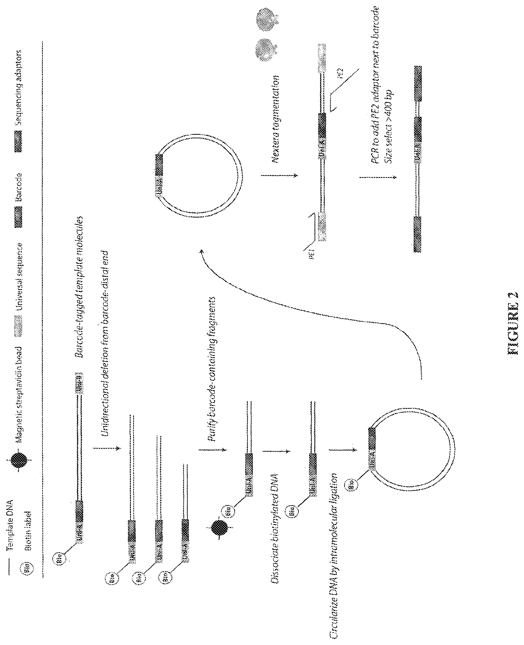 Patent US12480115 Figure 2 – Method for generating extended sequence reads
