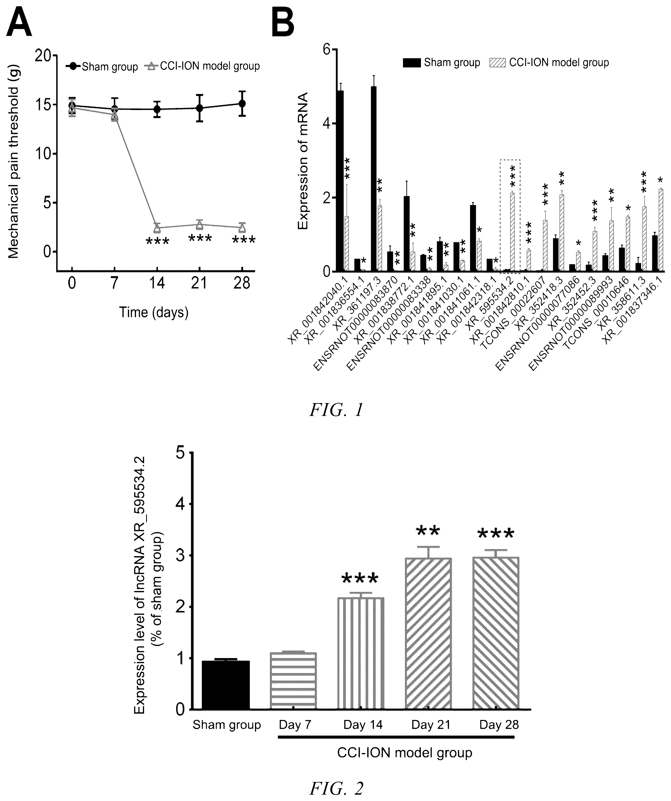Patent US12480116 Figure 1 – Use of lncRNA XR_595534.2 in preparation of medicine for treatment or prevention of chronic pain