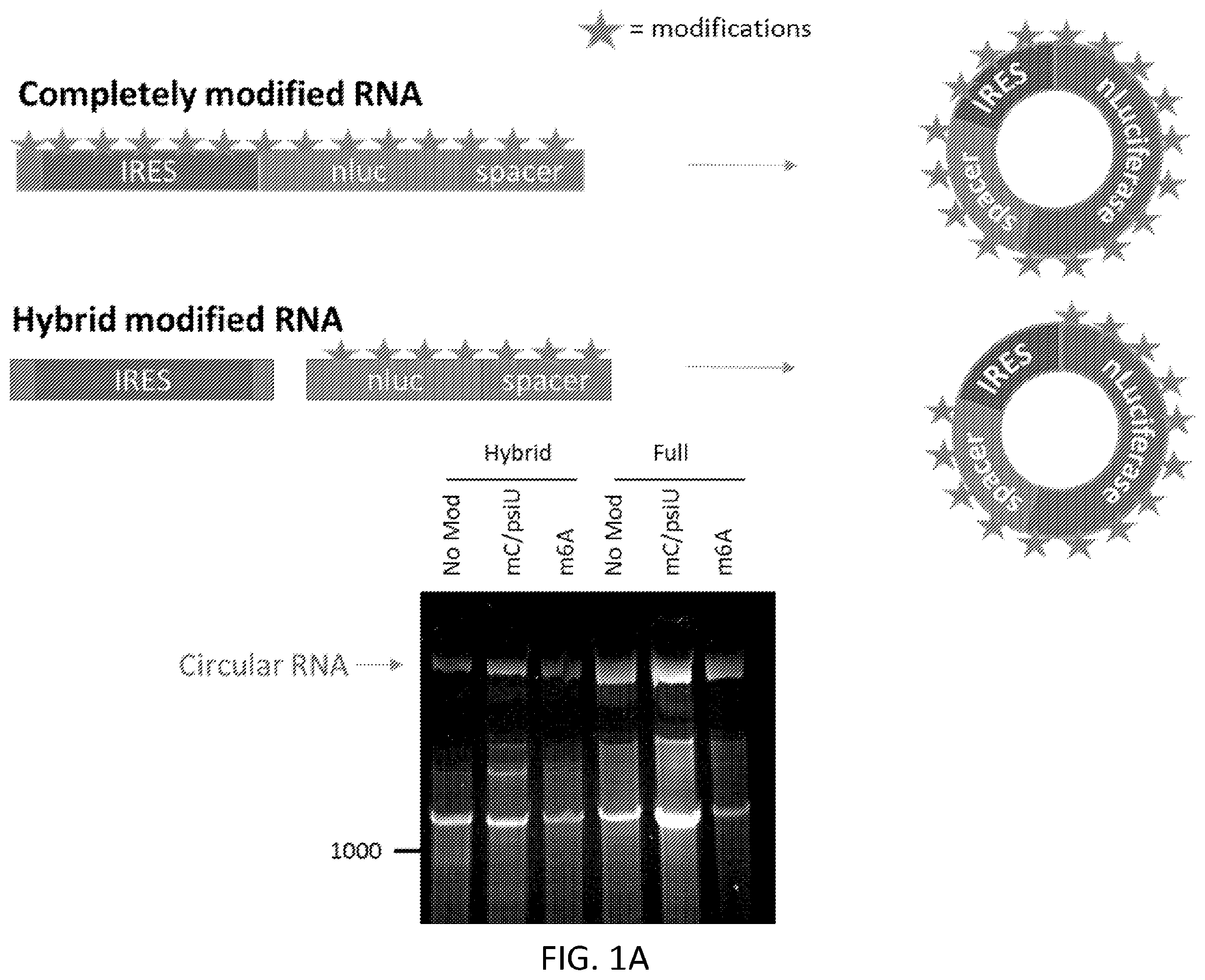 Patent US12480117 Figure 1 – Compositions comprising modified circular polyribonucleotides and uses thereof