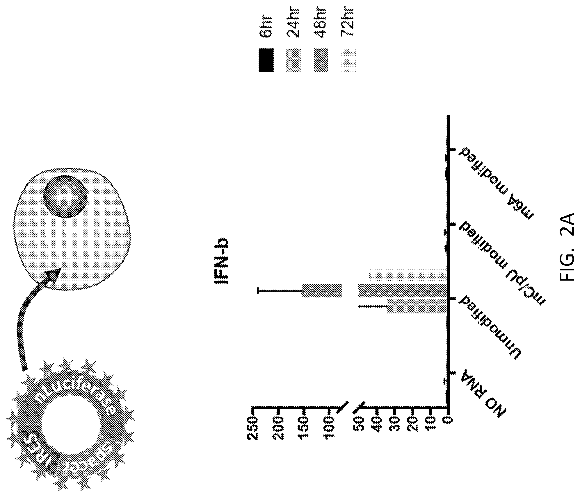 Patent US12480117 Figure 4 – Compositions comprising modified circular polyribonucleotides and uses thereof