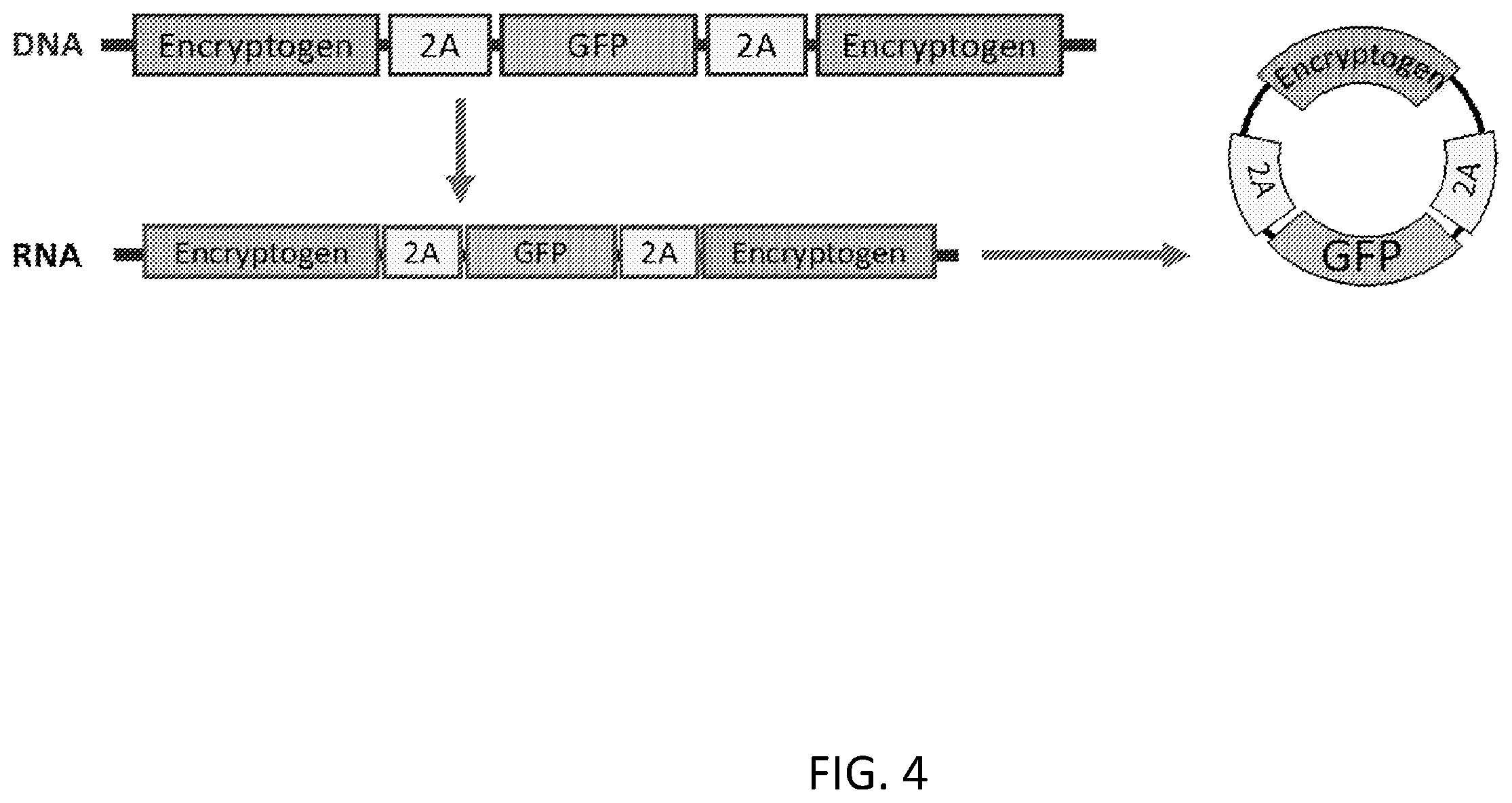 Patent US12480117 Figure 8 – Compositions comprising modified circular polyribonucleotides and uses thereof