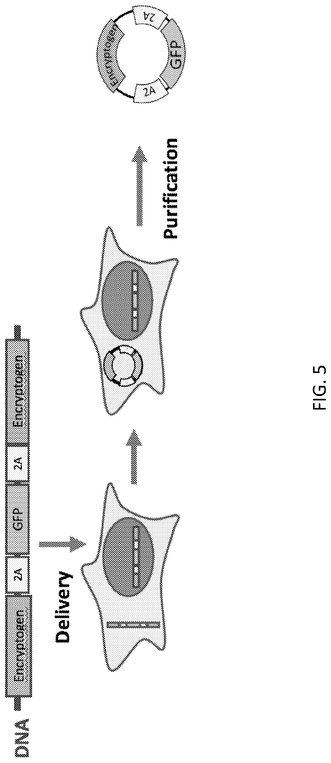 Patent US12480117 Figure 9 – Compositions comprising modified circular polyribonucleotides and uses thereof