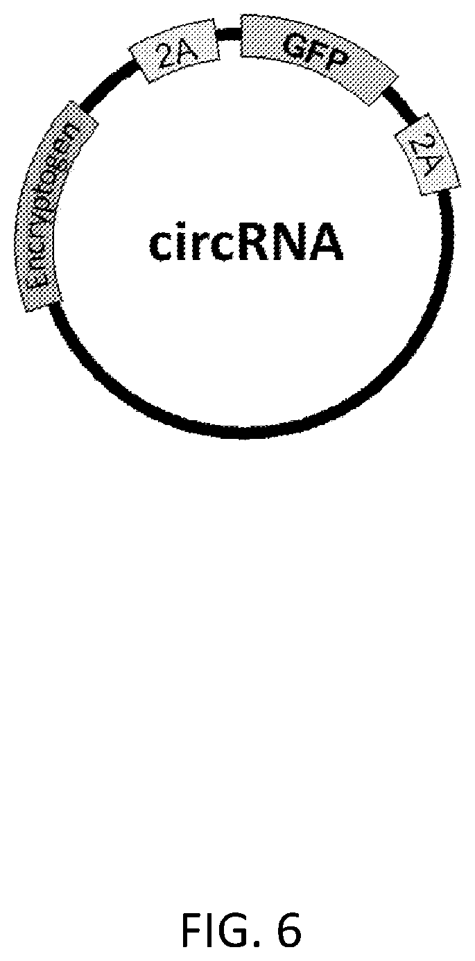 Patent US12480117 Figure 10 – Compositions comprising modified circular polyribonucleotides and uses thereof