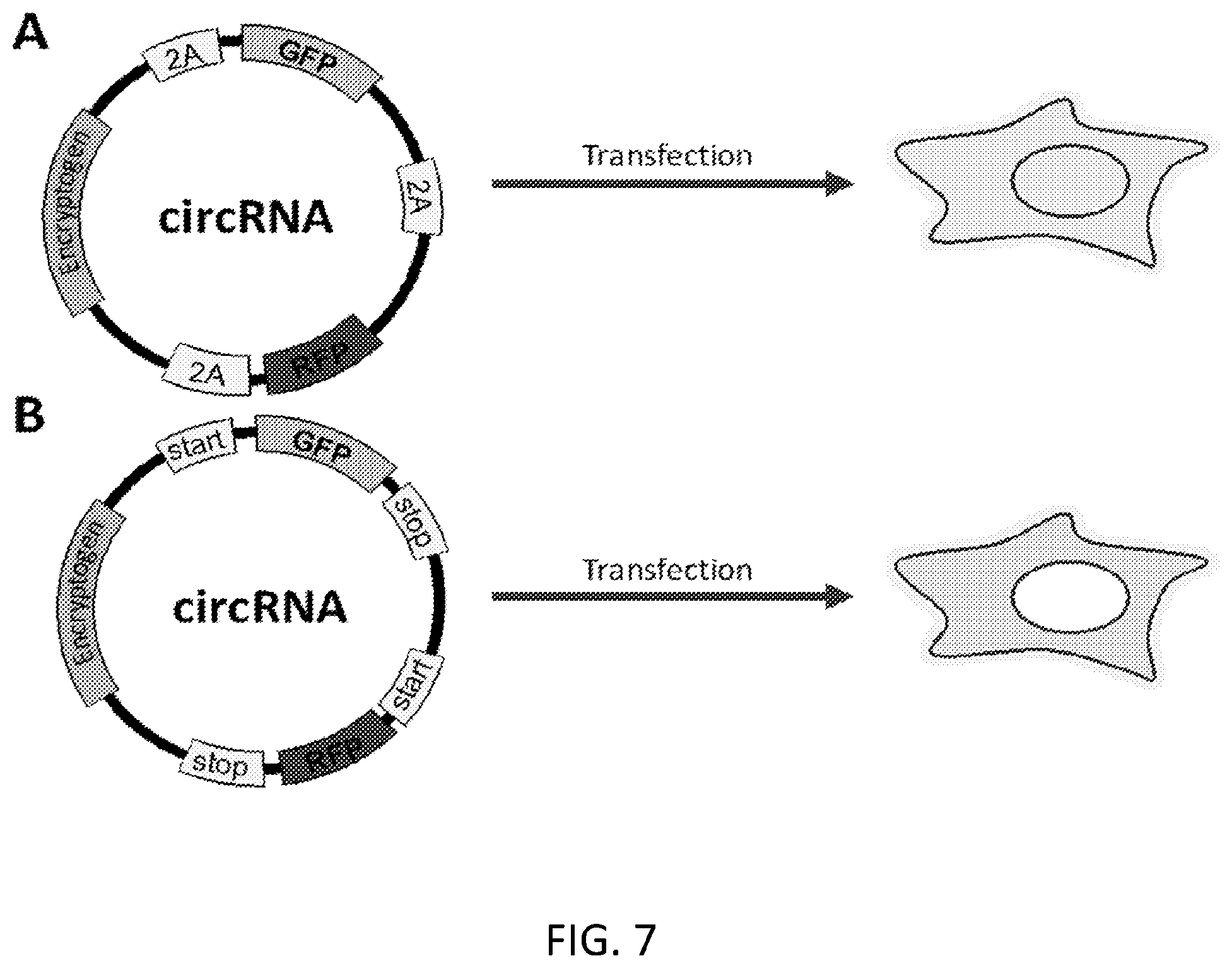 Patent US12480117 Figure 11 – Compositions comprising modified circular polyribonucleotides and uses thereof