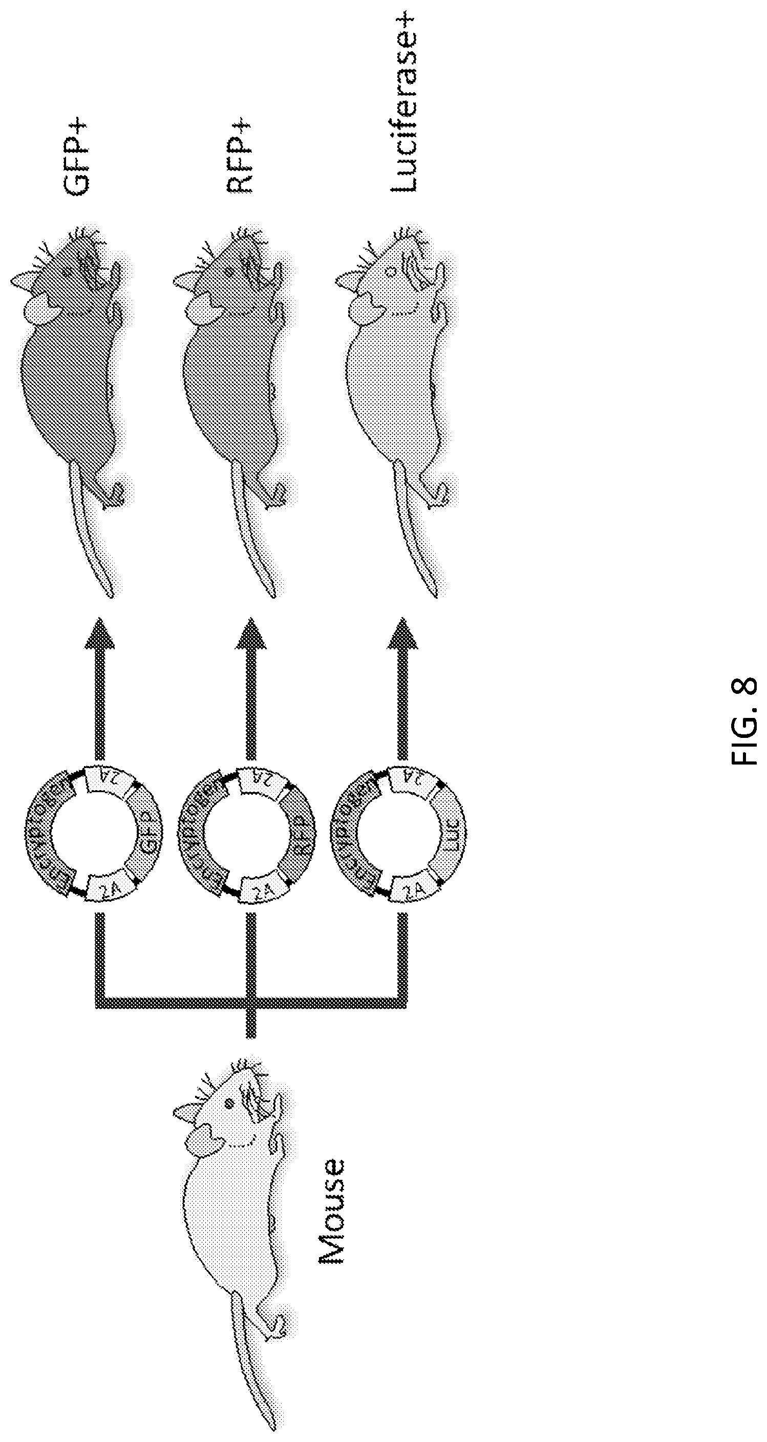 Patent US12480117 Figure 12 – Compositions comprising modified circular polyribonucleotides and uses thereof