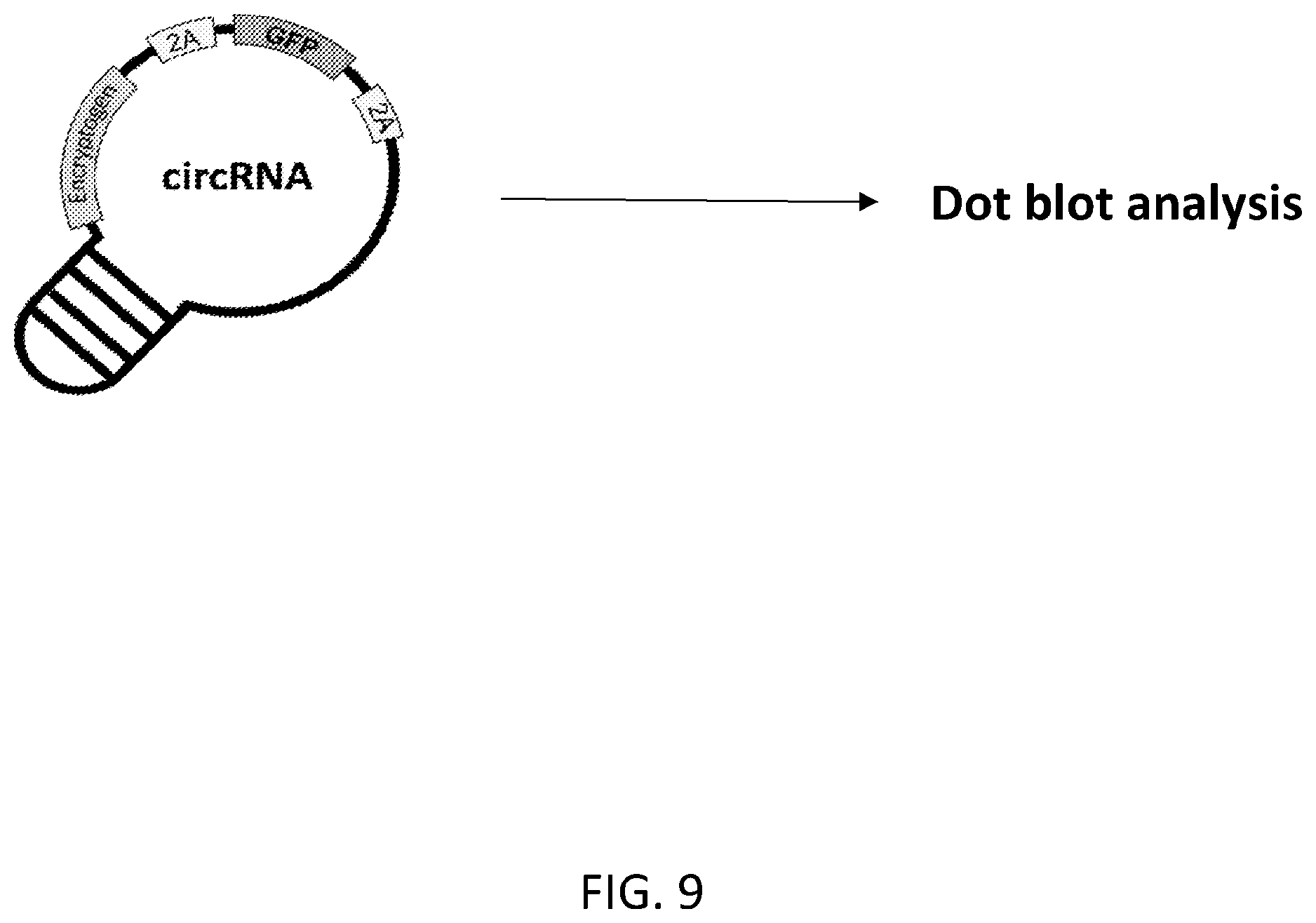 Patent US12480117 Figure 13 – Compositions comprising modified circular polyribonucleotides and uses thereof