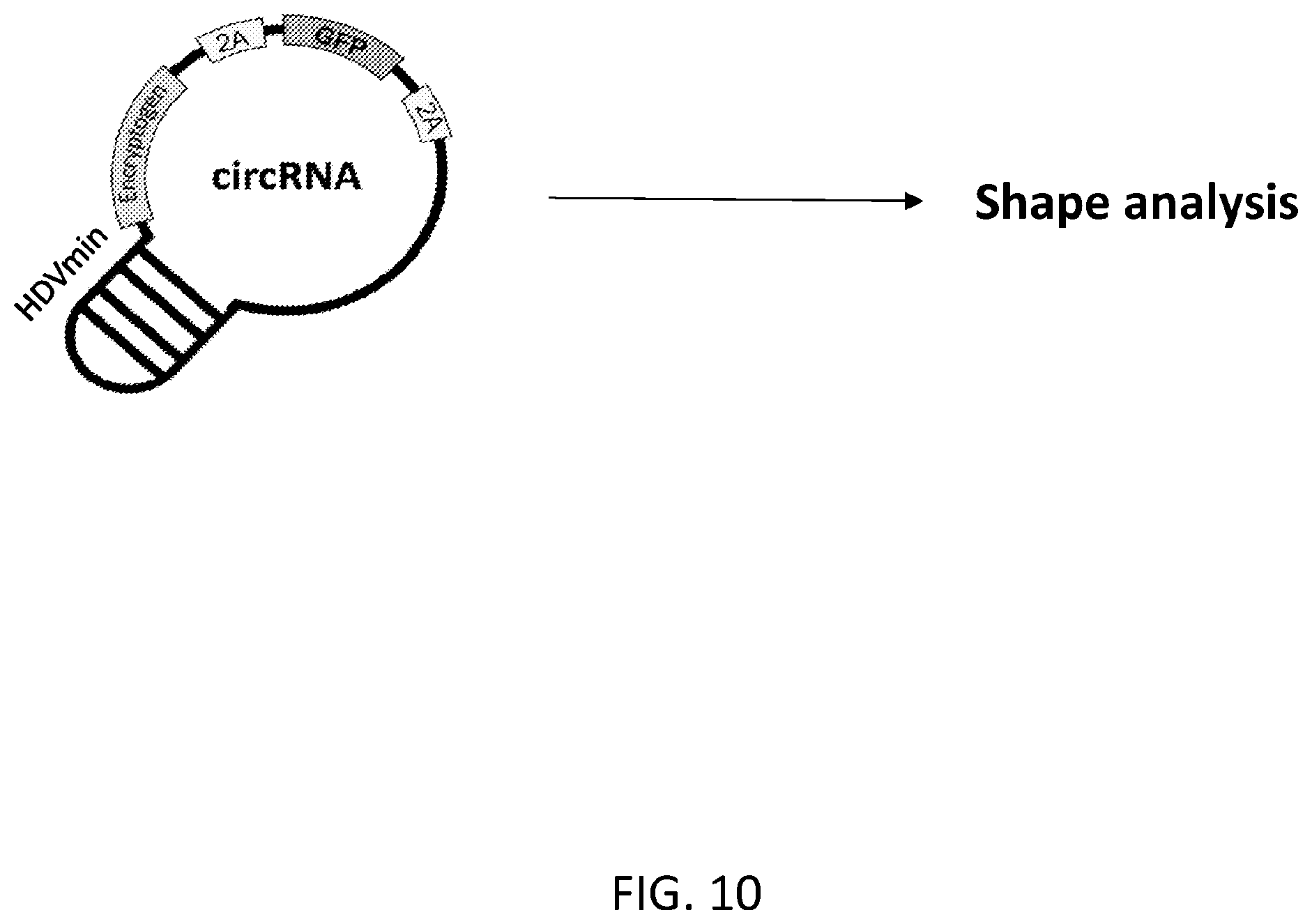 Patent US12480117 Figure 14 – Compositions comprising modified circular polyribonucleotides and uses thereof