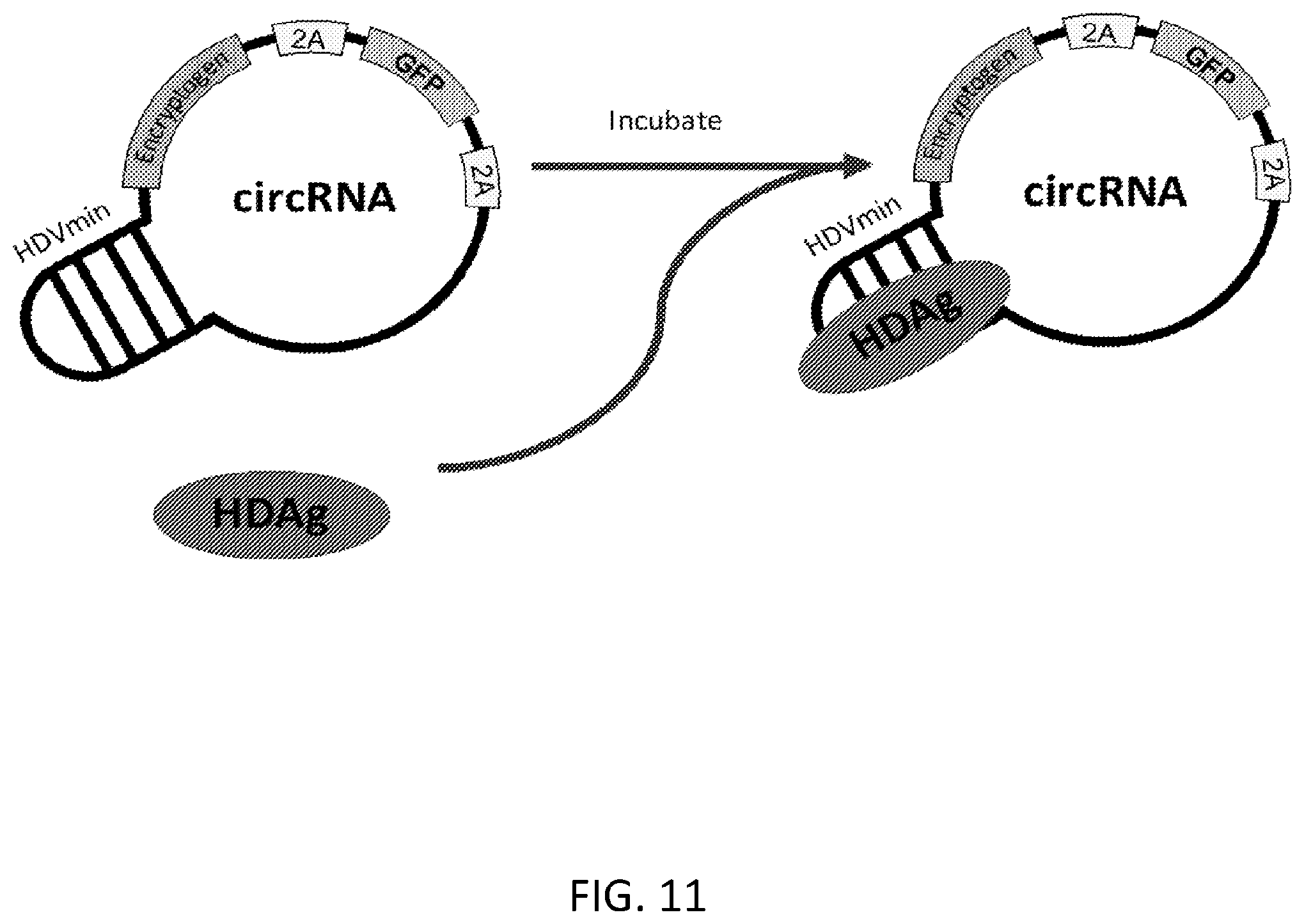 Patent US12480117 Figure 15 – Compositions comprising modified circular polyribonucleotides and uses thereof
