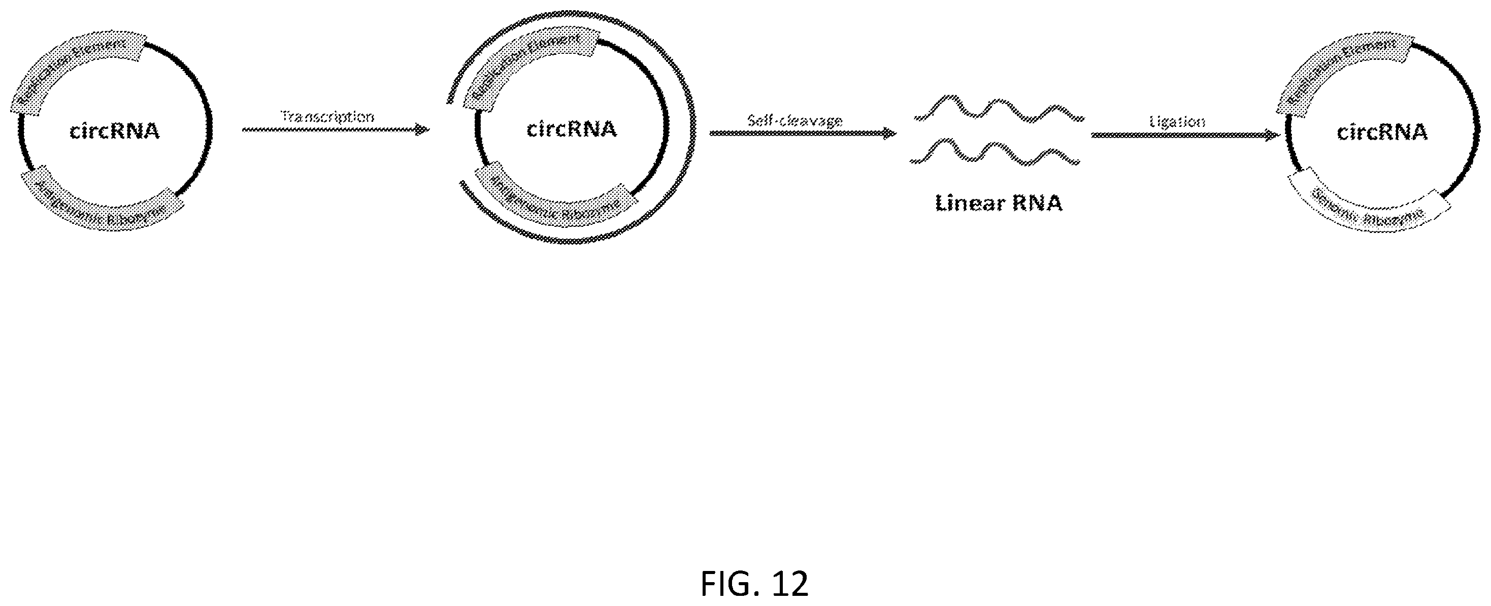 Patent US12480117 Figure 16 – Compositions comprising modified circular polyribonucleotides and uses thereof