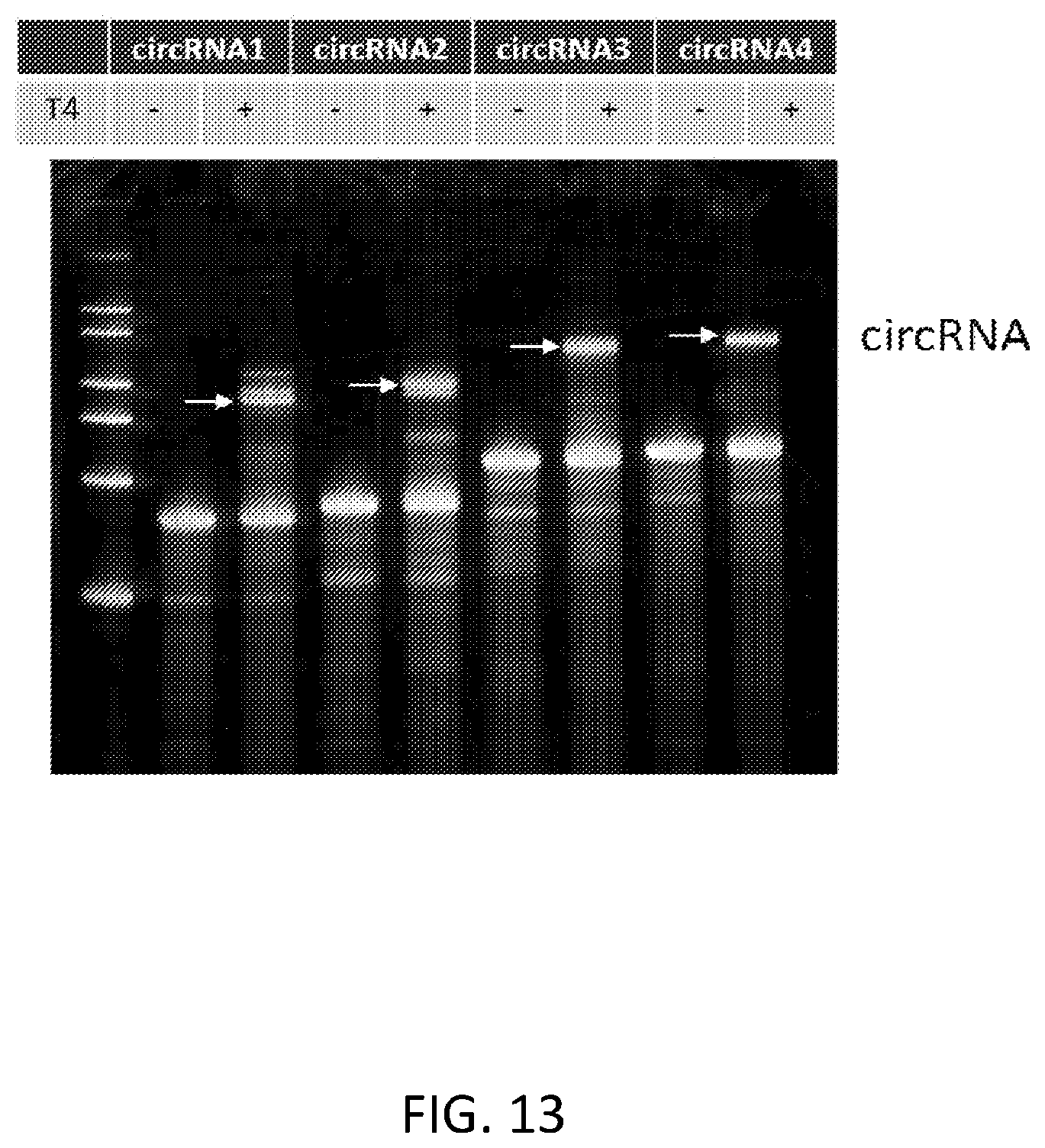Patent US12480117 Figure 17 – Compositions comprising modified circular polyribonucleotides and uses thereof