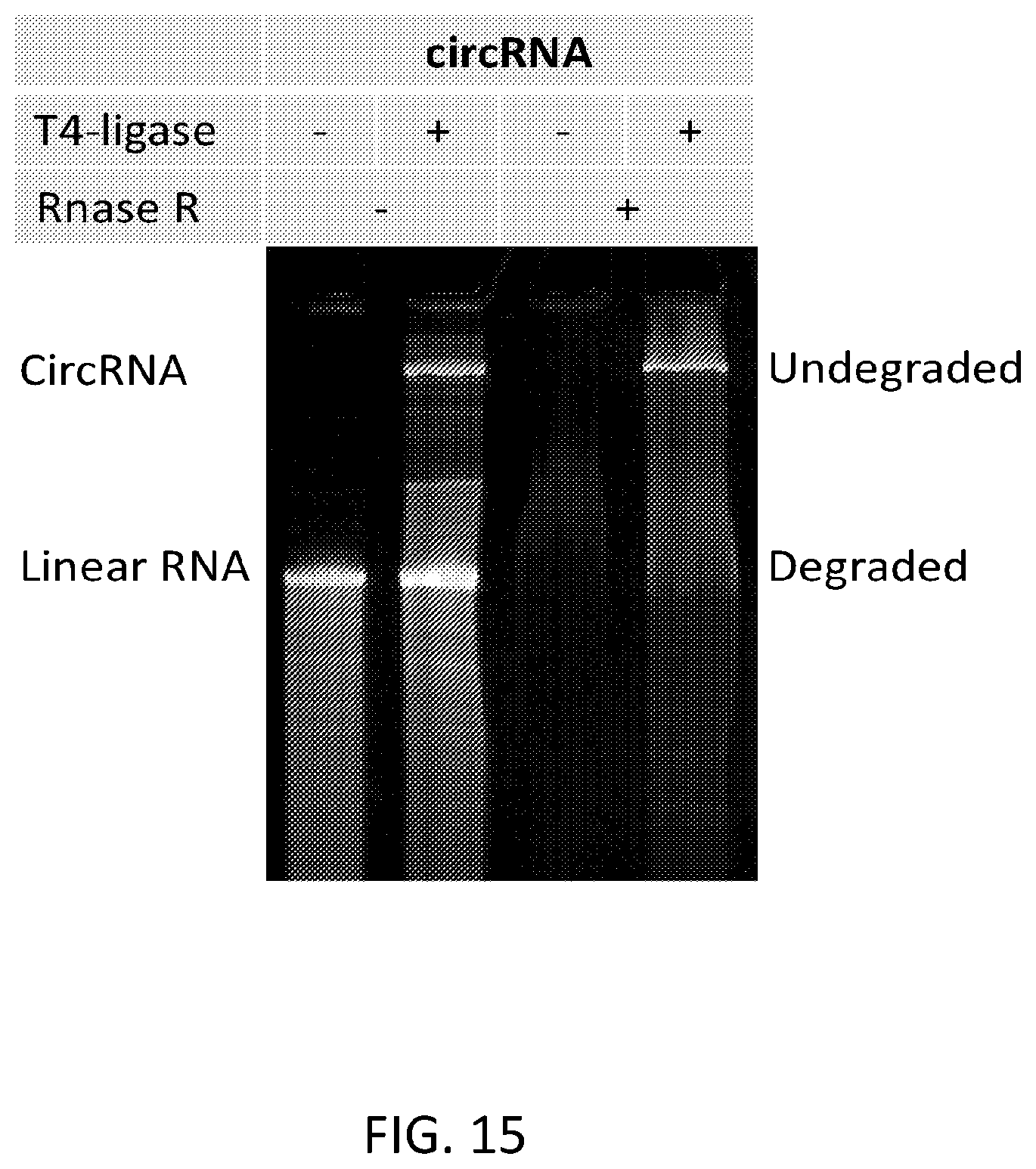Patent US12480117 Figure 19 – Compositions comprising modified circular polyribonucleotides and uses thereof
