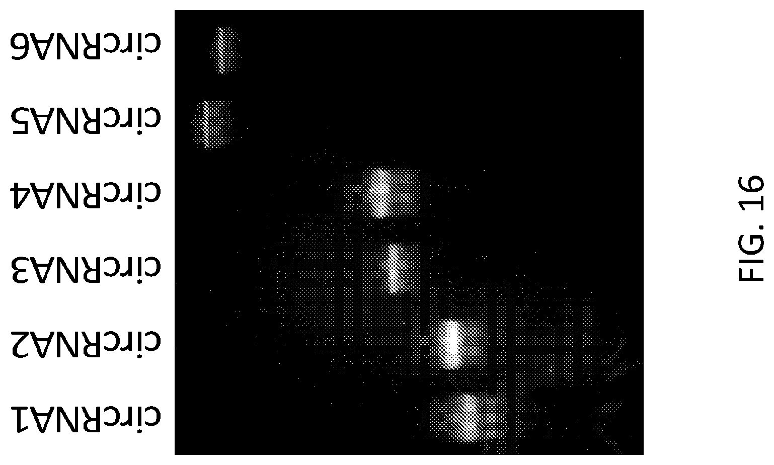 Patent US12480117 Figure 20 – Compositions comprising modified circular polyribonucleotides and uses thereof