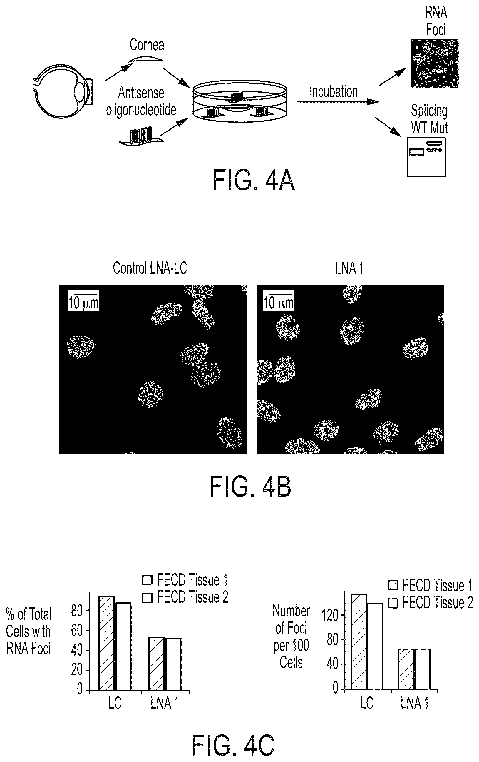 Patent US12480118 Figure 6 – Treatment of Fuchs' endothelial corneal dystrophy