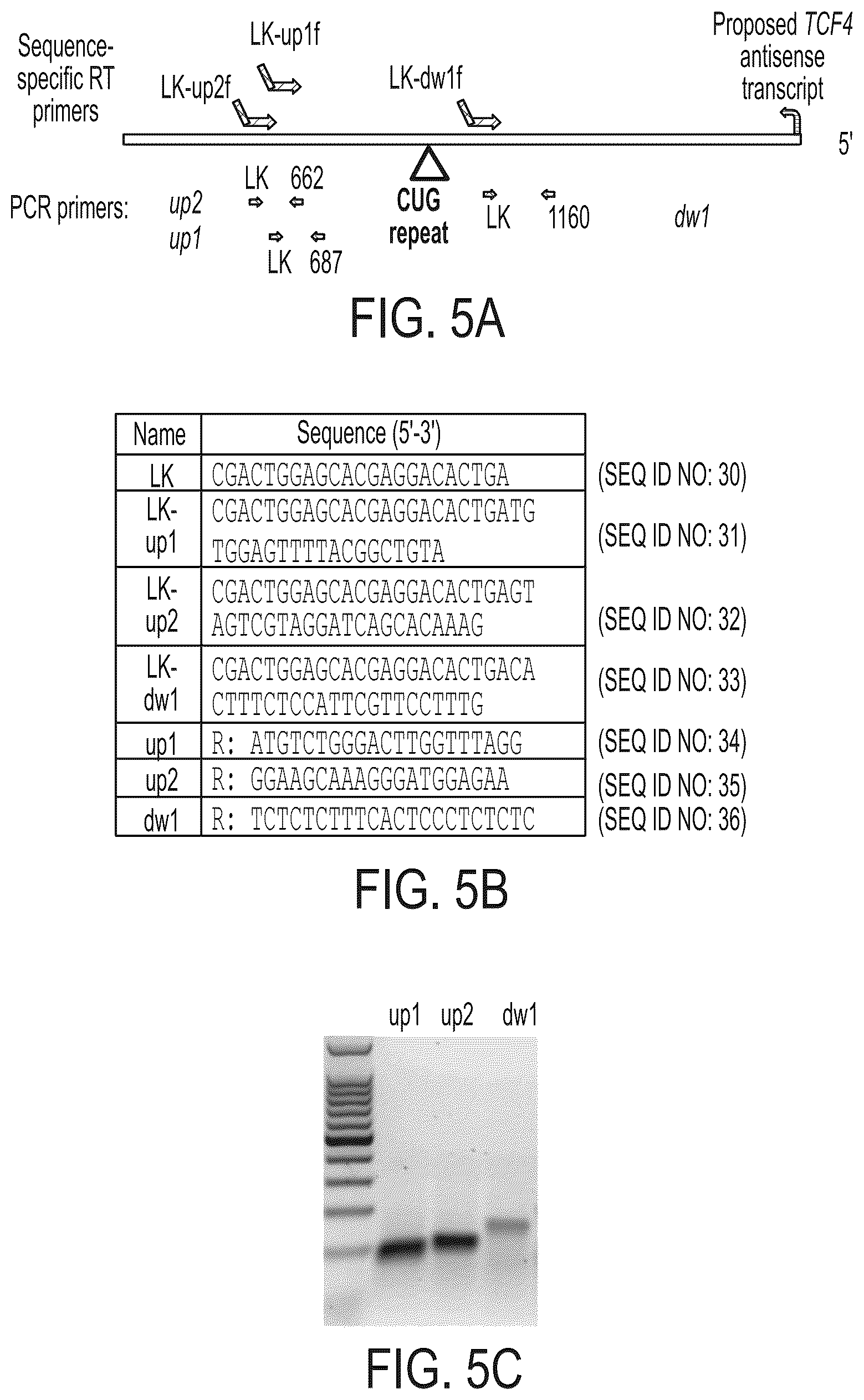 Patent US12480118 Figure 8 – Treatment of Fuchs' endothelial corneal dystrophy