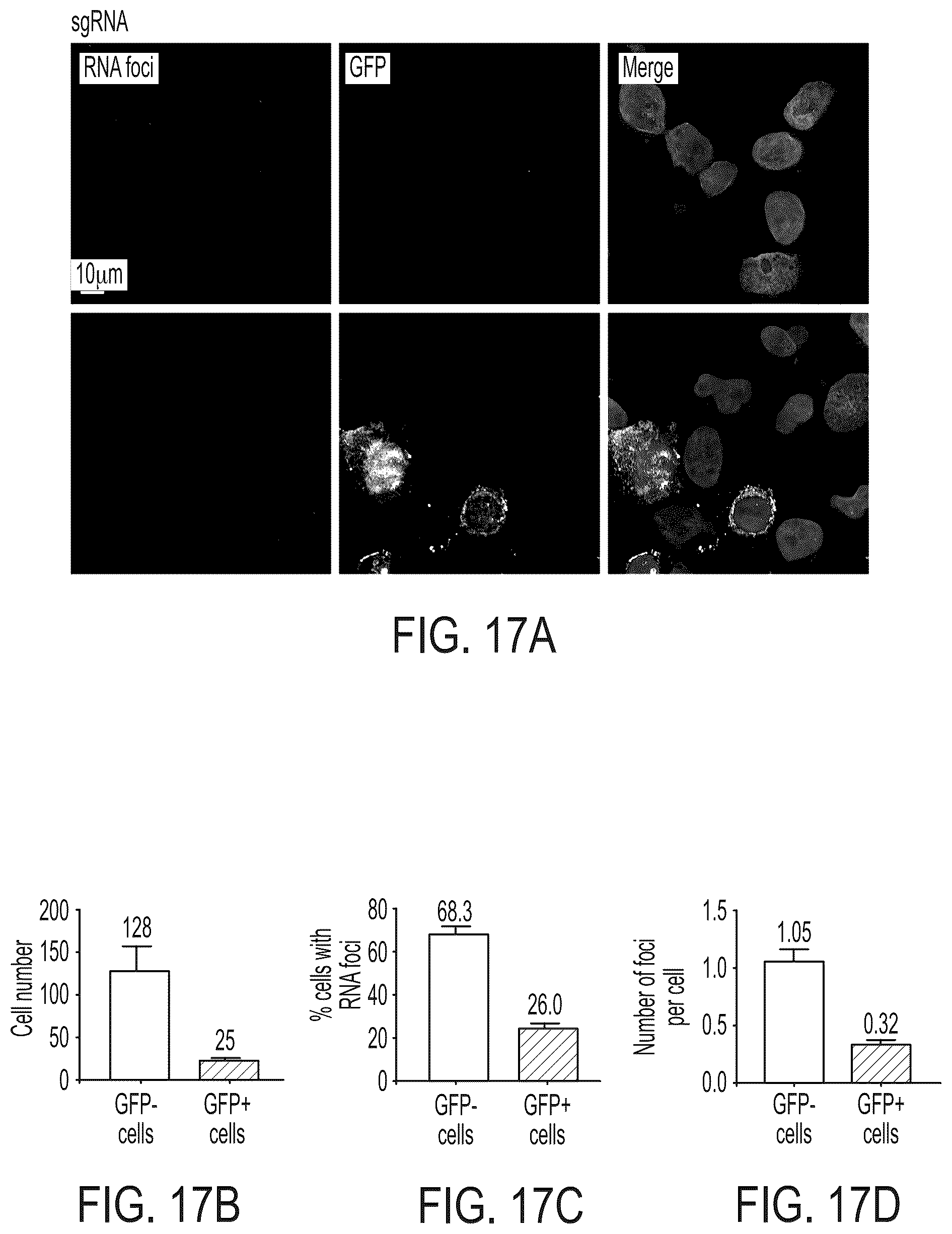 Patent US12480118 Figure 18 – Treatment of Fuchs' endothelial corneal dystrophy