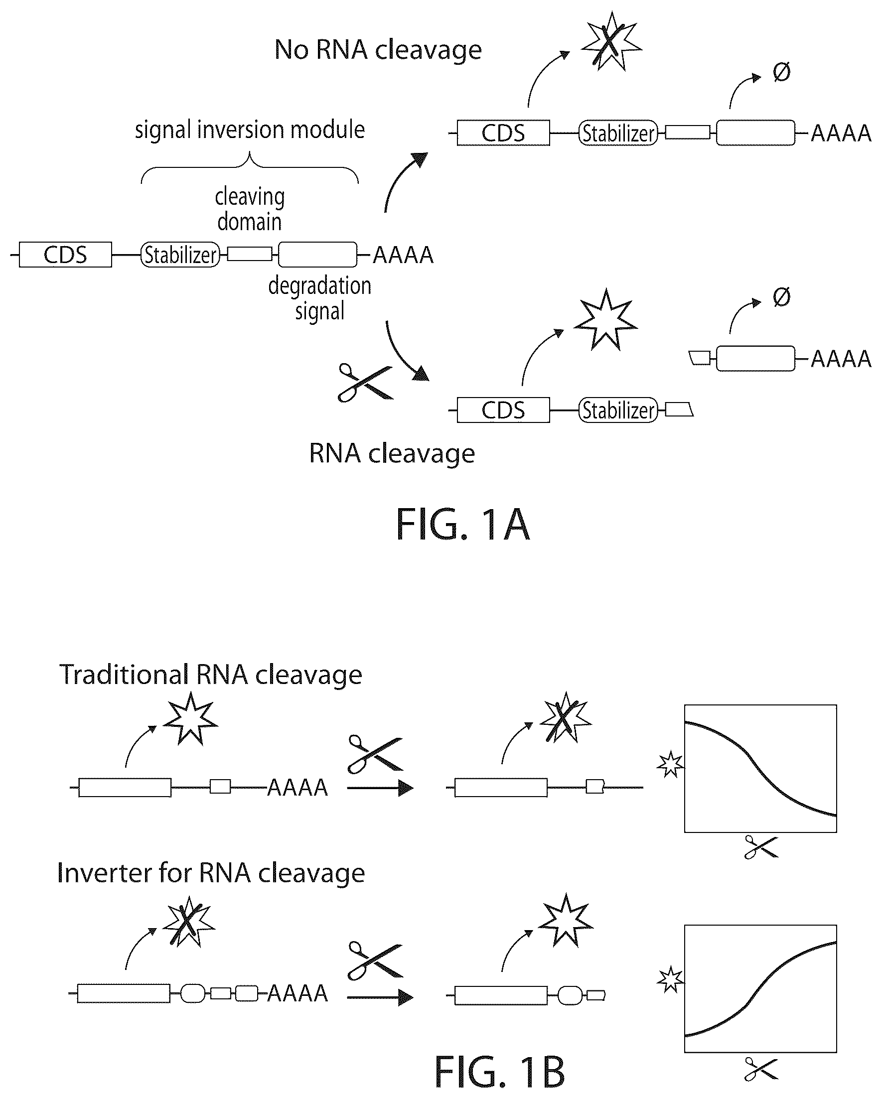 Patent US12480119 Figure 1 – RNA cleavage-induced transcript stabilizer and uses thereof