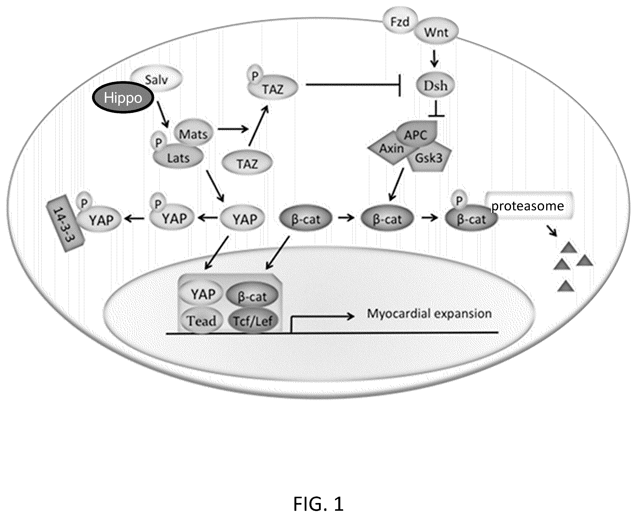 Patent US12480120 Figure 1 – Hippo and dystrophin complex signaling in cardiomyocyte renewal