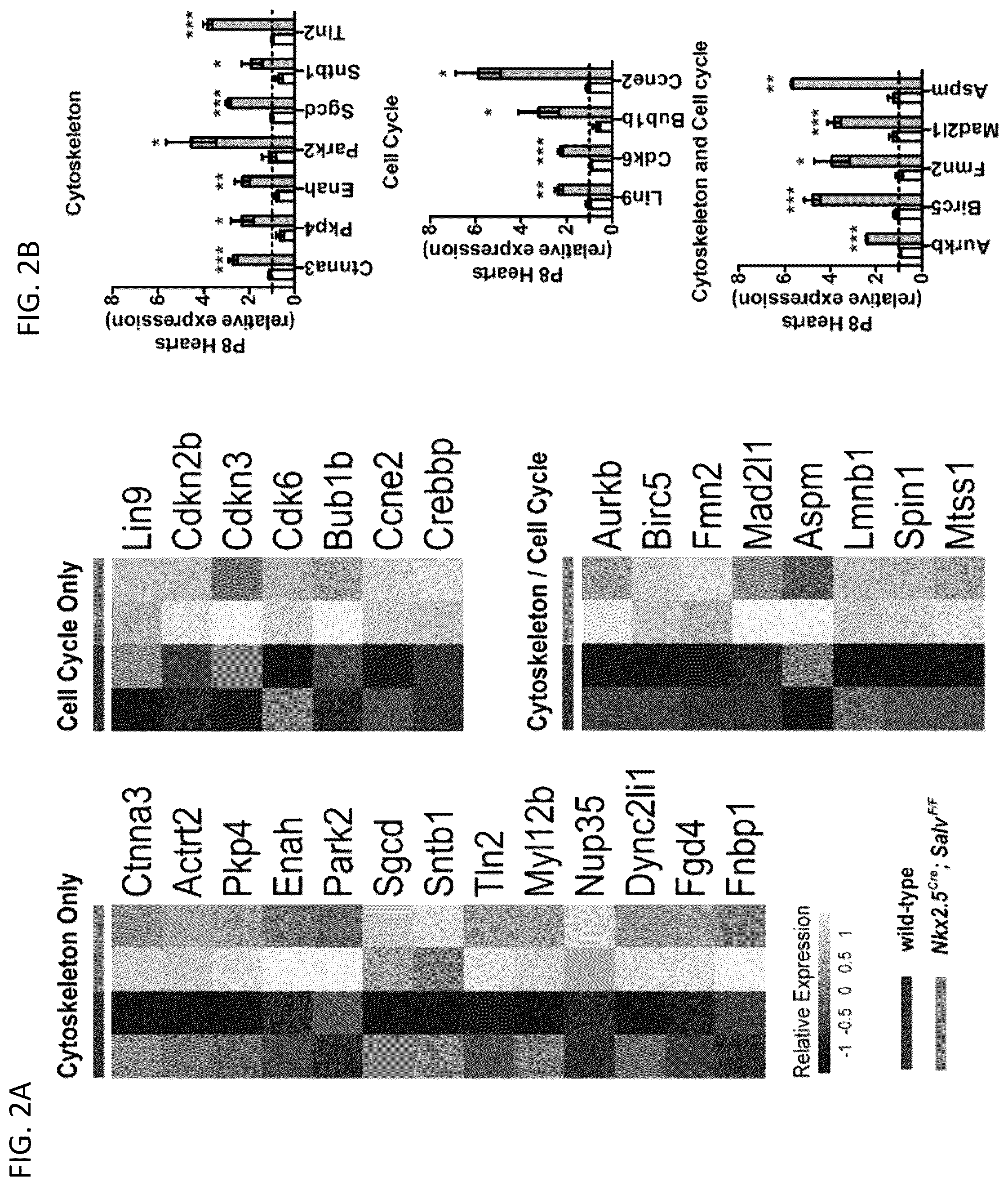 Patent US12480120 Figure 2 – Hippo and dystrophin complex signaling in cardiomyocyte renewal