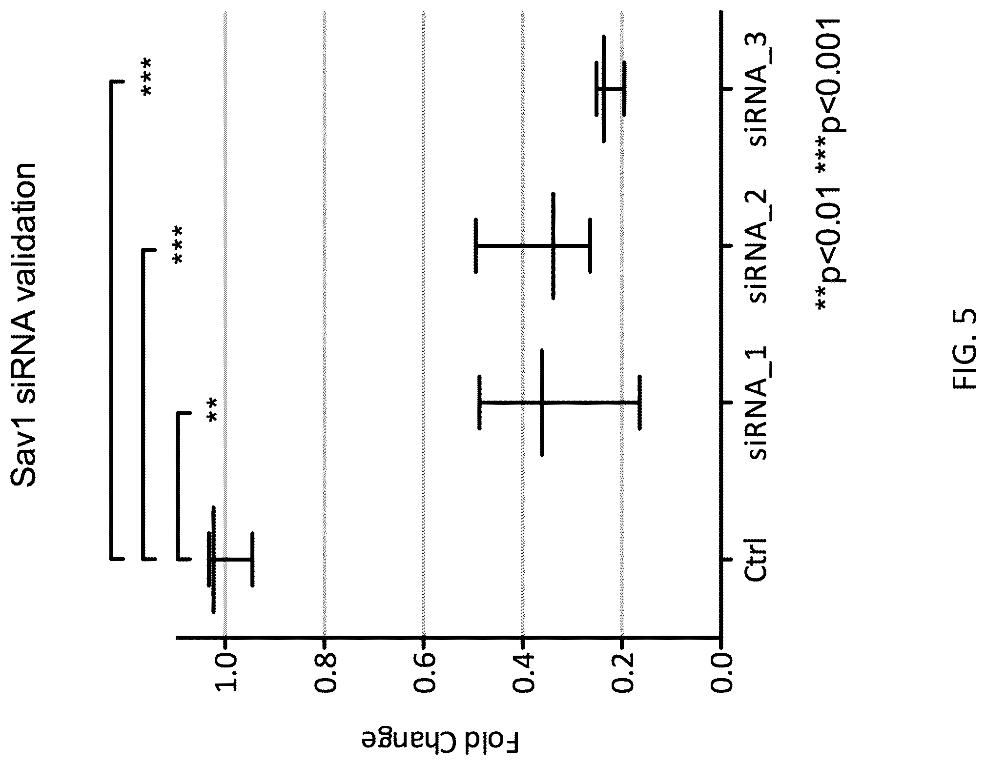 Patent US12480120 Figure 5 – Hippo and dystrophin complex signaling in cardiomyocyte renewal