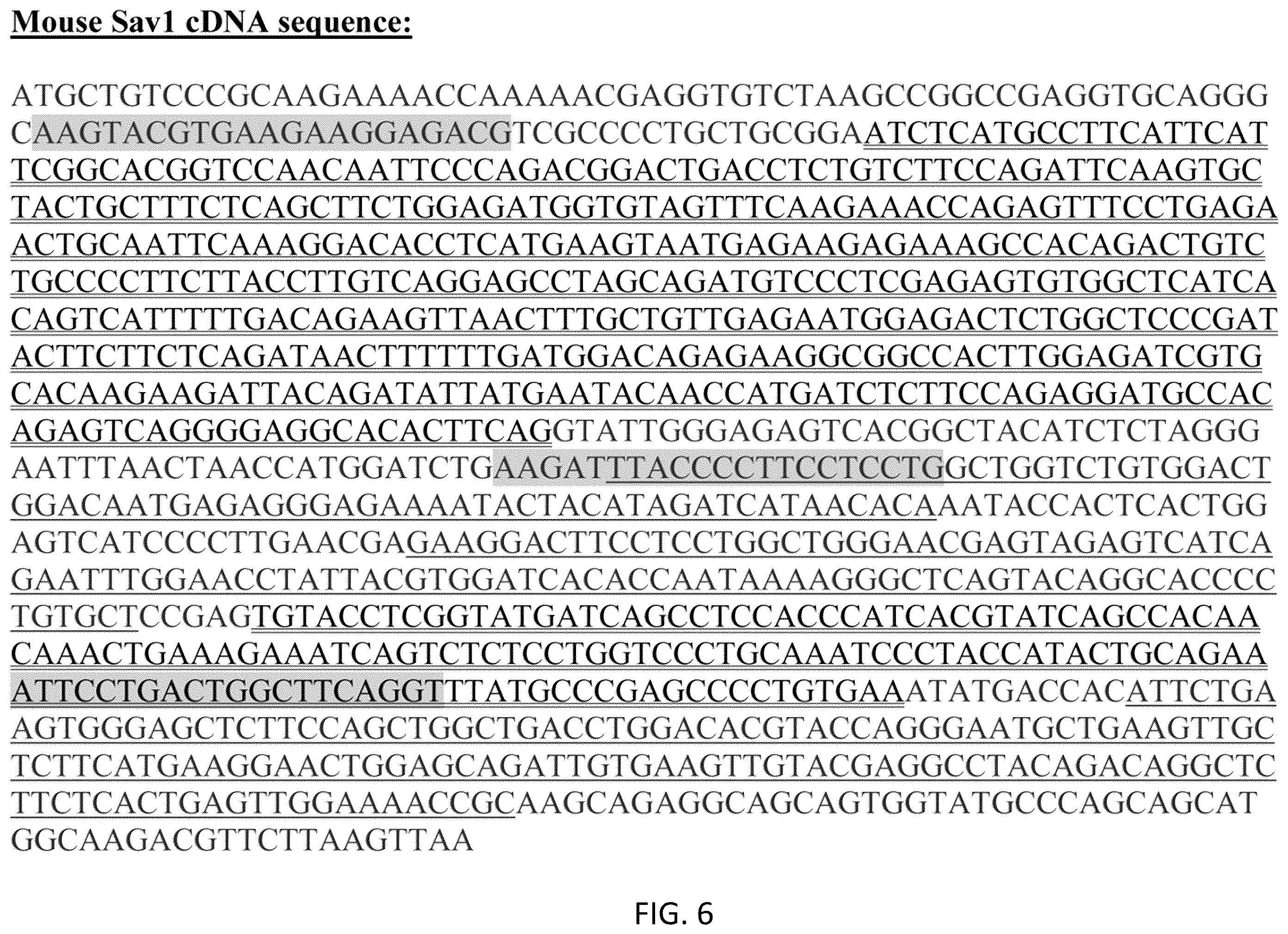 Patent US12480120 Figure 6 – Hippo and dystrophin complex signaling in cardiomyocyte renewal