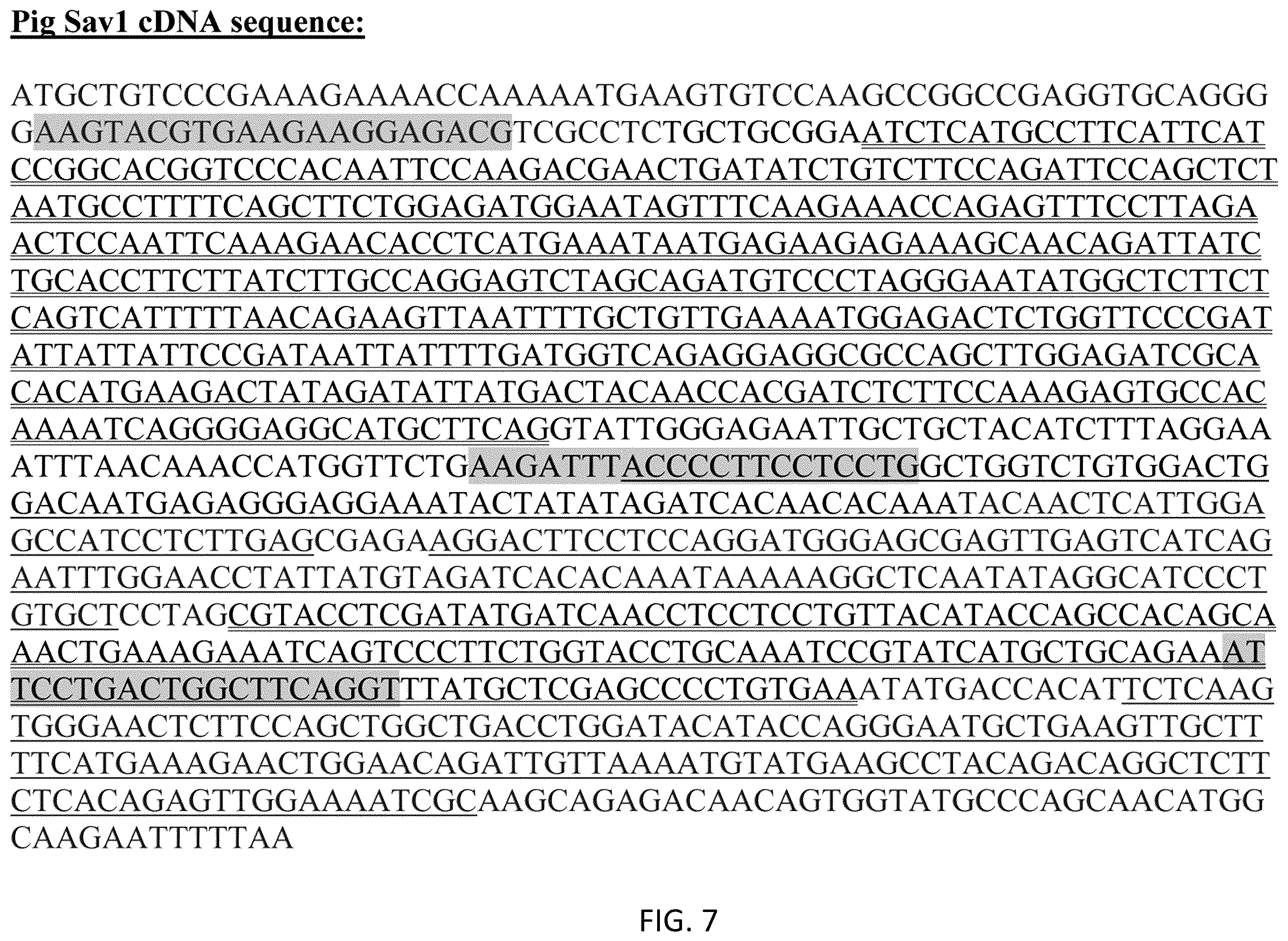 Patent US12480120 Figure 7 – Hippo and dystrophin complex signaling in cardiomyocyte renewal