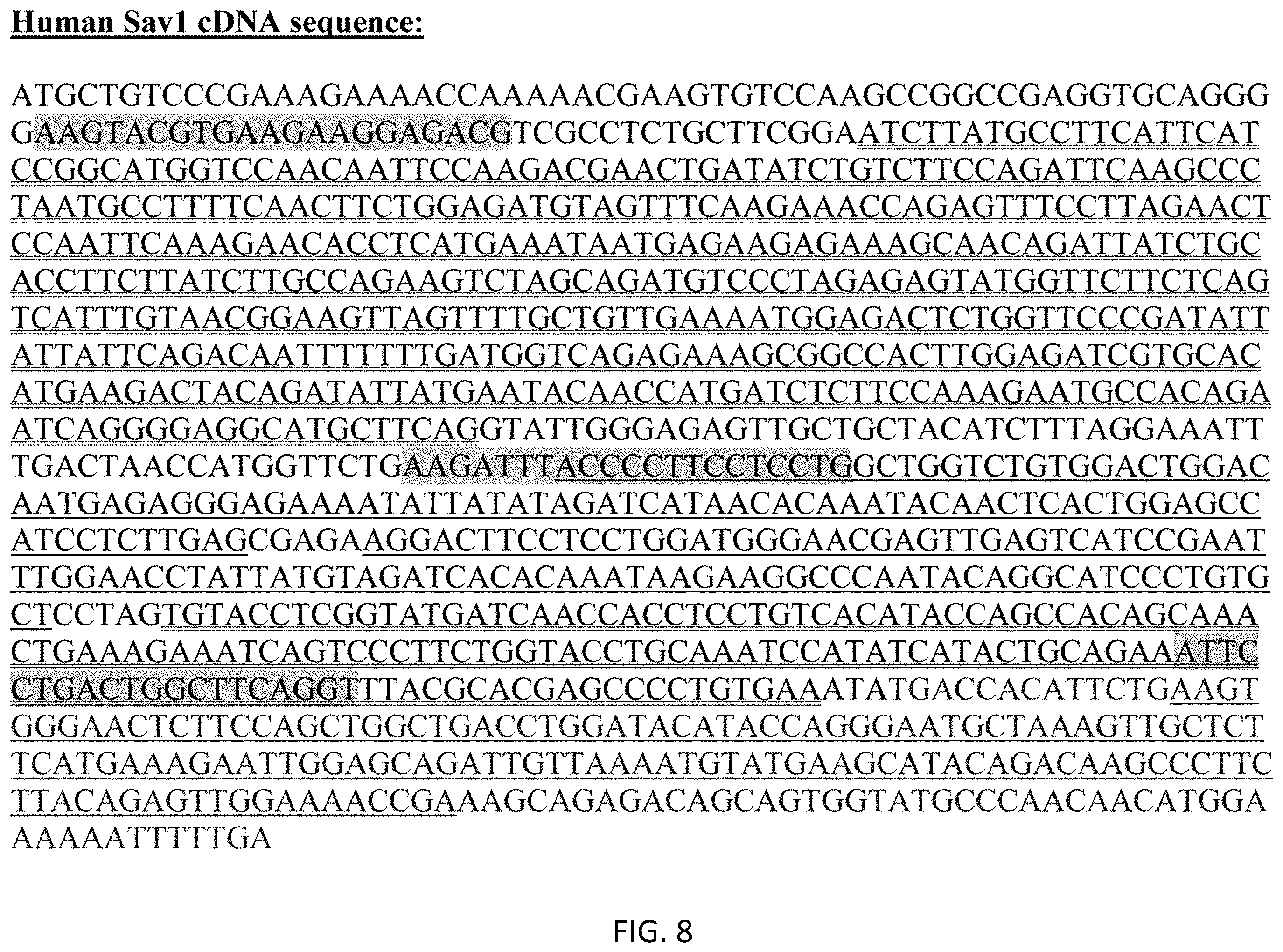 Patent US12480120 Figure 8 – Hippo and dystrophin complex signaling in cardiomyocyte renewal
