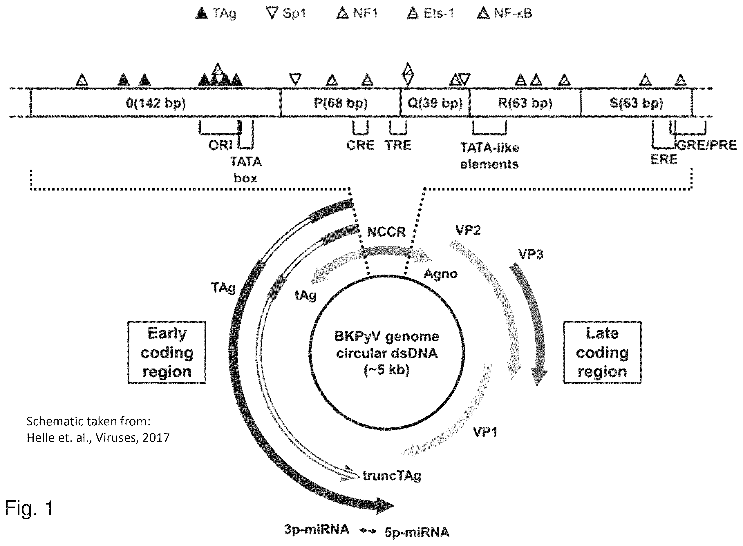 Patent US12480122 Figure 1 – Inhibition of polyomavirus replication