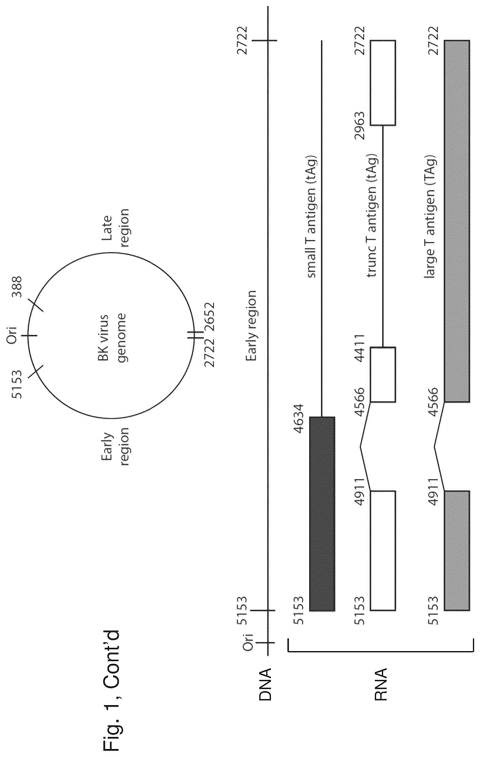 Patent US12480122 Figure 2 – Inhibition of polyomavirus replication
