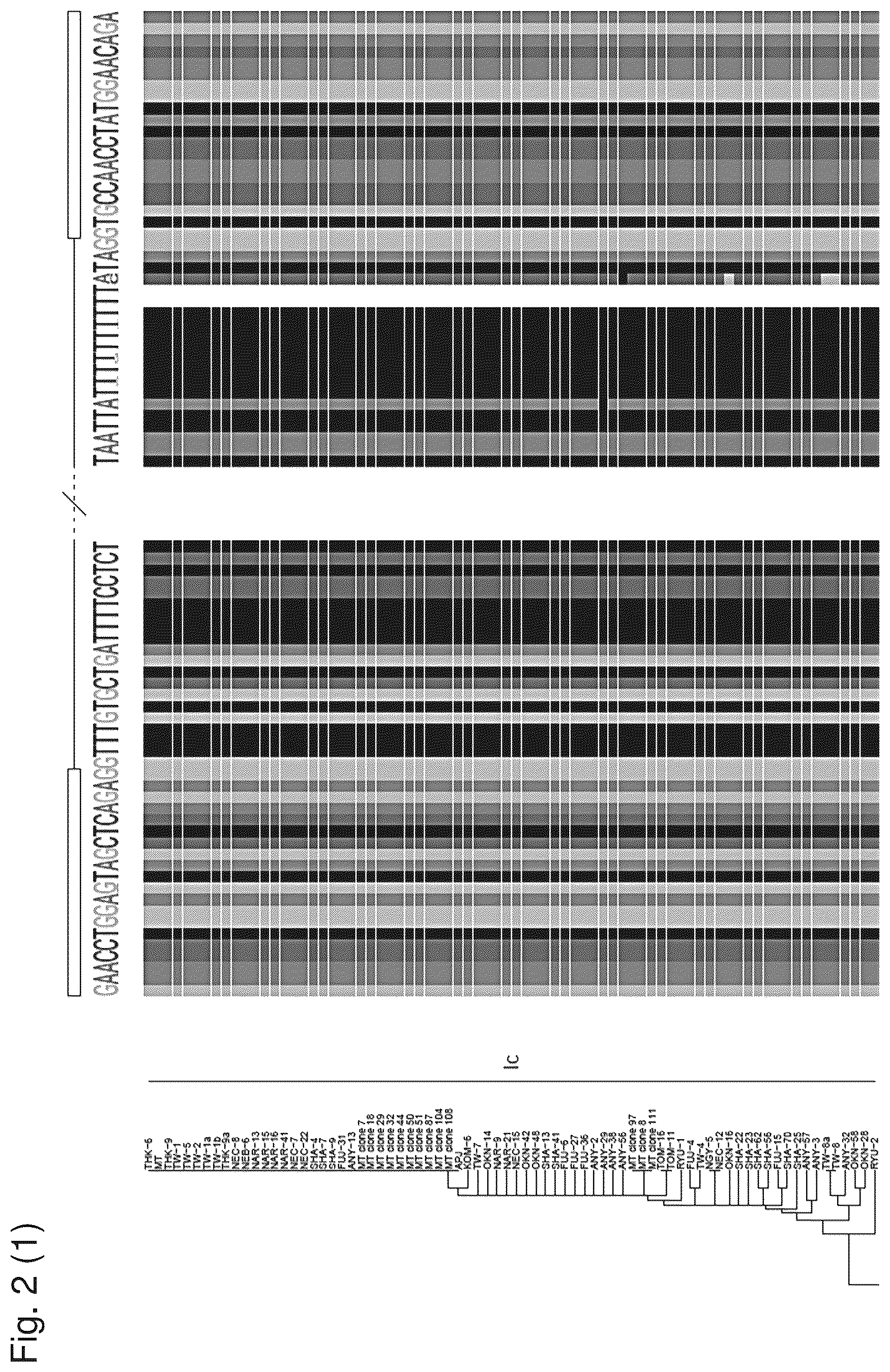 Patent US12480122 Figure 3 – Inhibition of polyomavirus replication