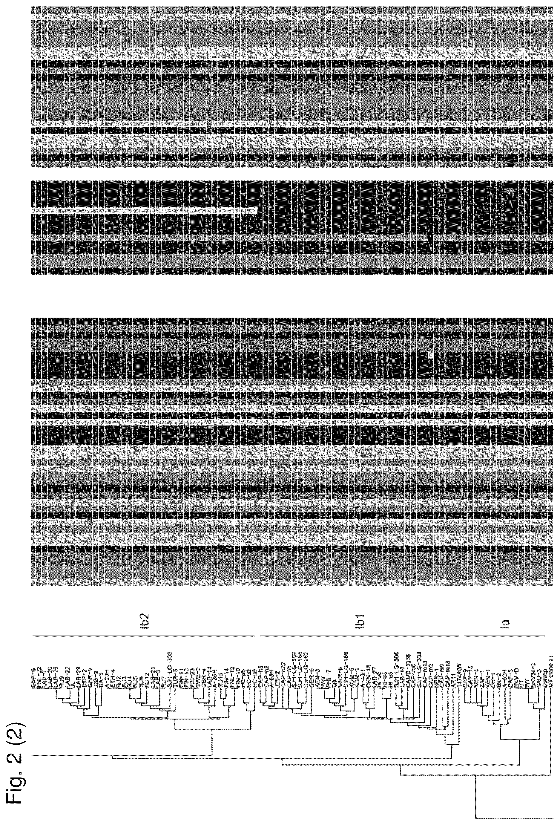 Patent US12480122 Figure 4 – Inhibition of polyomavirus replication