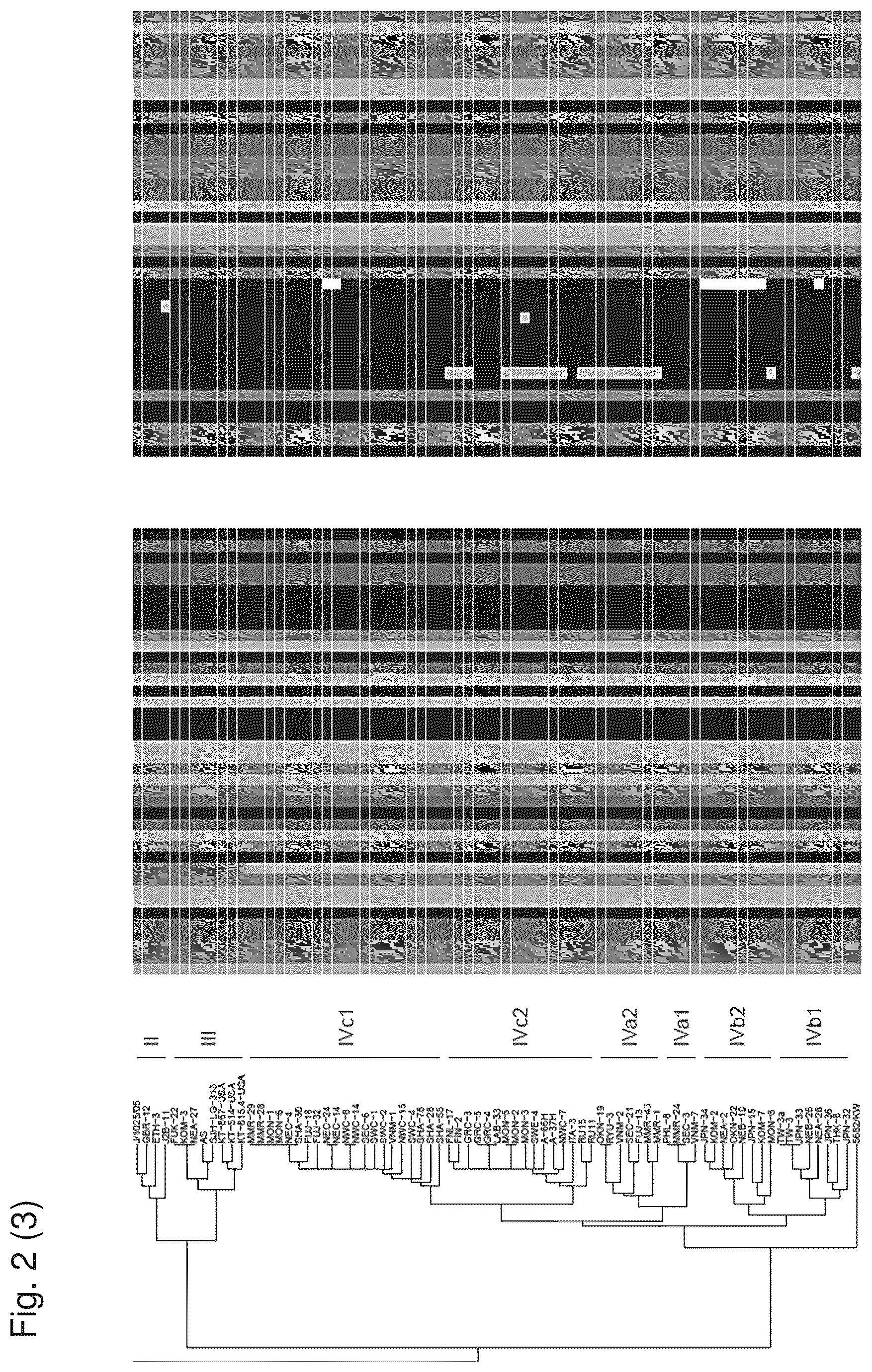Patent US12480122 Figure 5 – Inhibition of polyomavirus replication