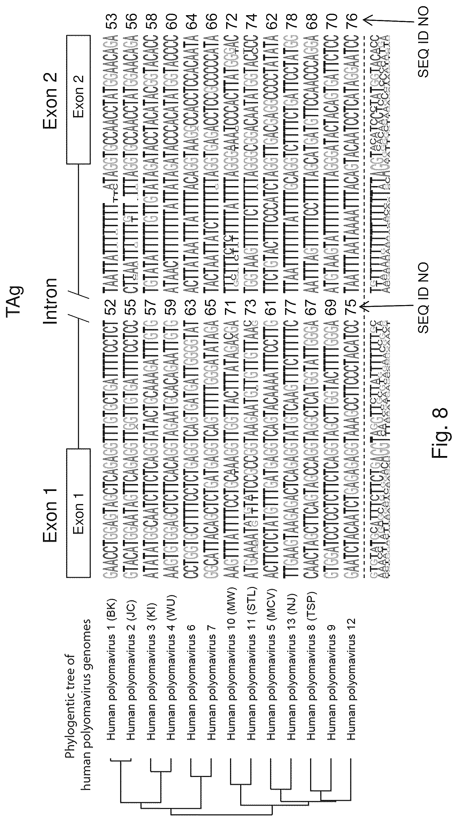 Patent US12480122 Figure 10 – Inhibition of polyomavirus replication