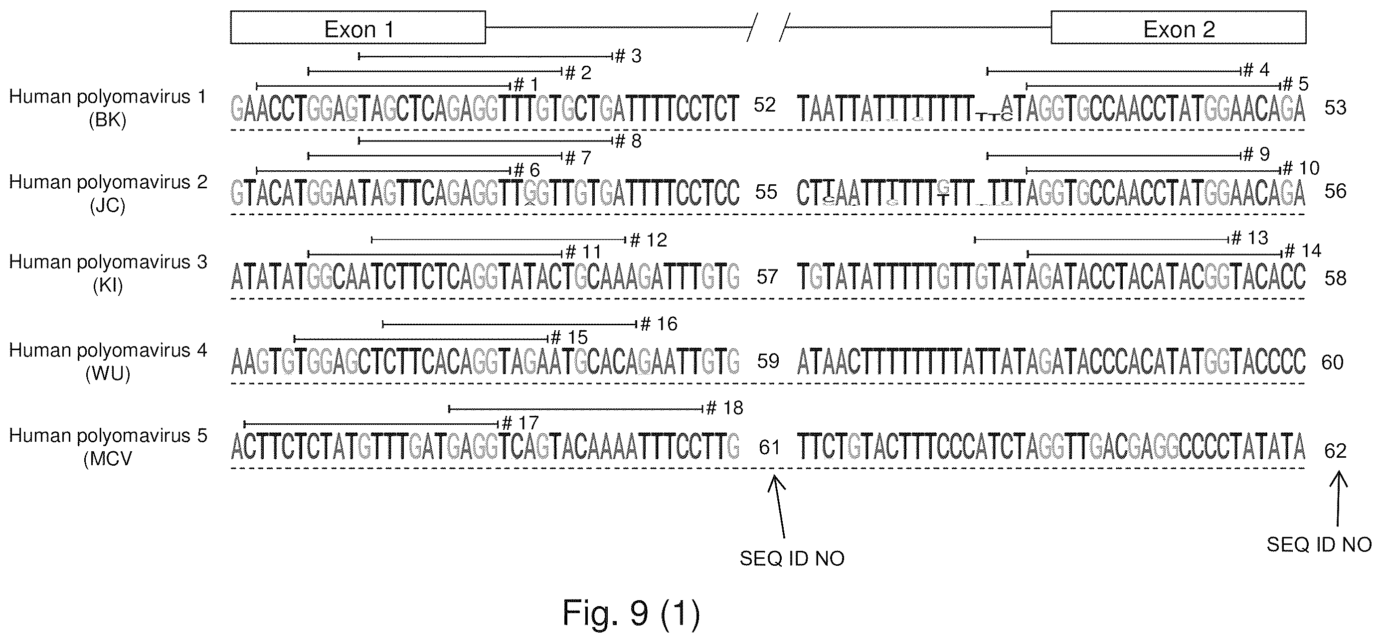 Patent US12480122 Figure 11 – Inhibition of polyomavirus replication