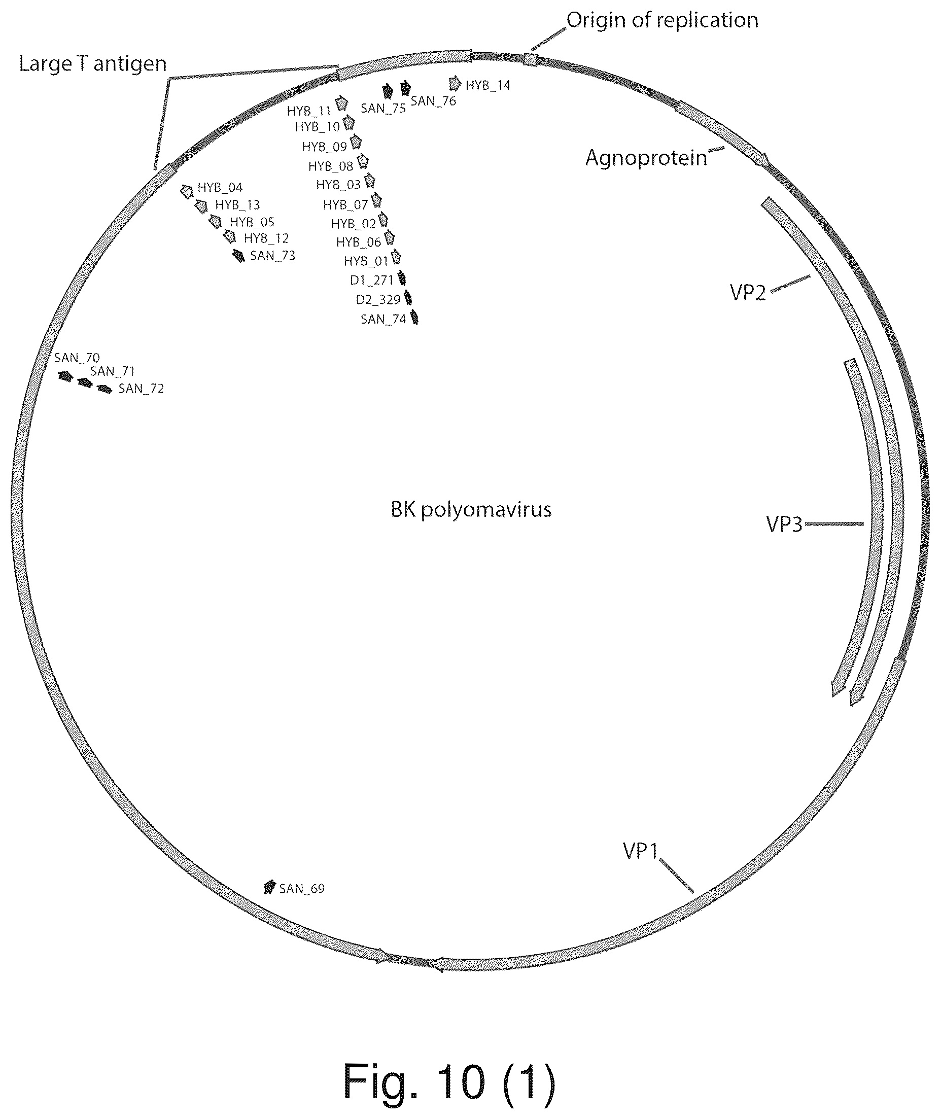 Patent US12480122 Figure 13 – Inhibition of polyomavirus replication