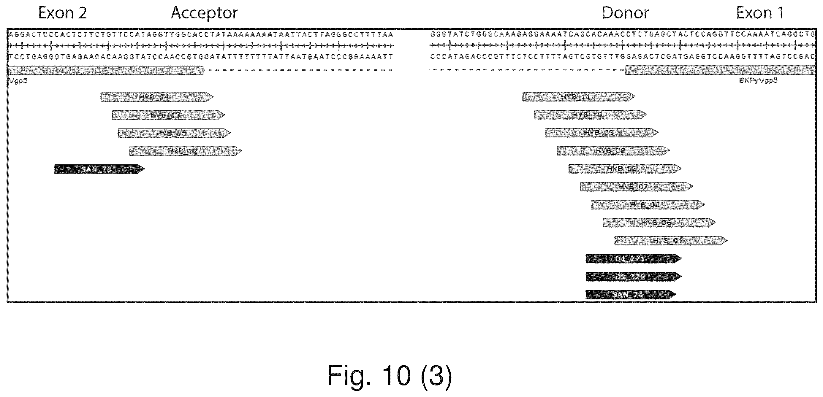 Patent US12480122 Figure 15 – Inhibition of polyomavirus replication