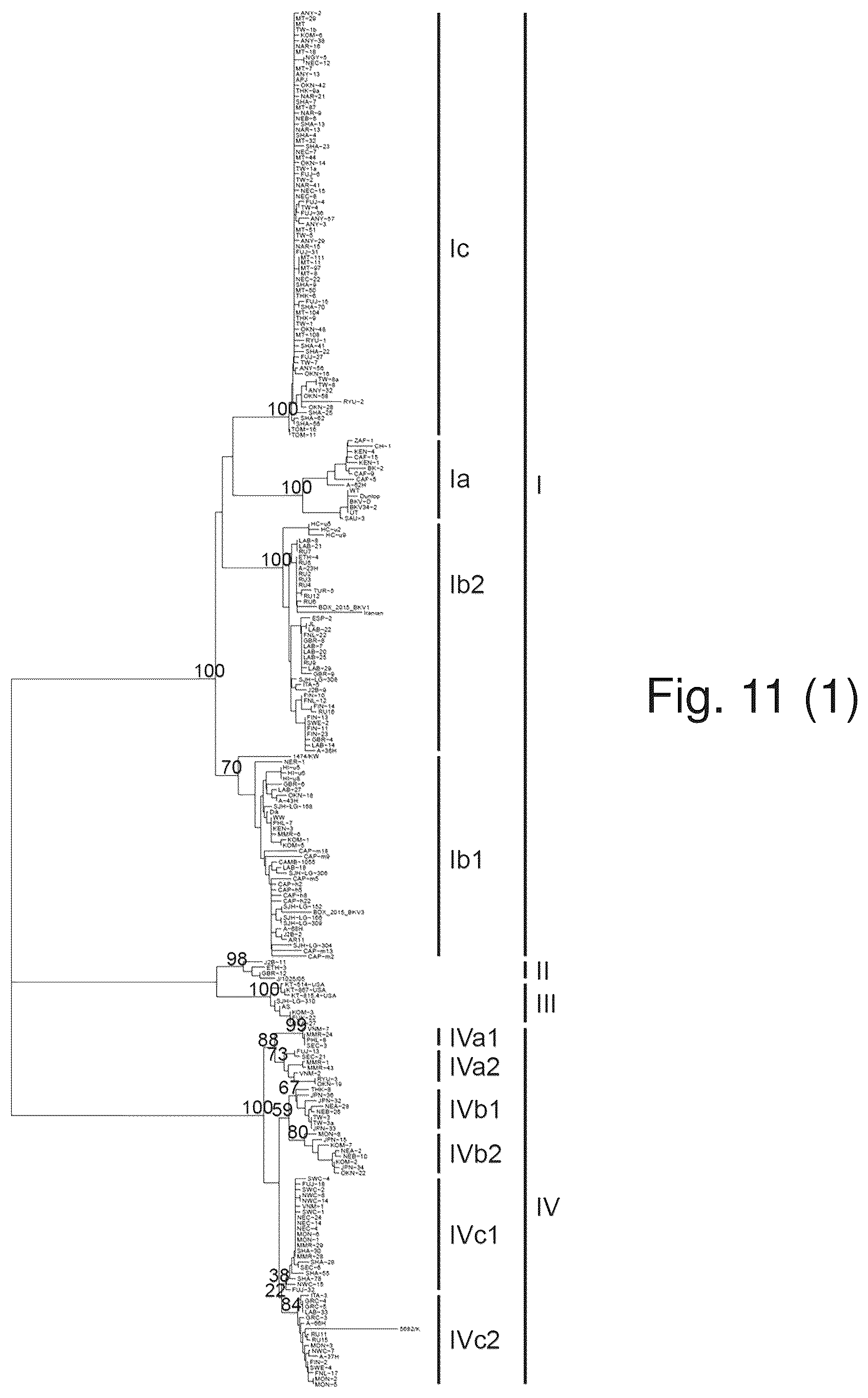 Patent US12480122 Figure 16 – Inhibition of polyomavirus replication