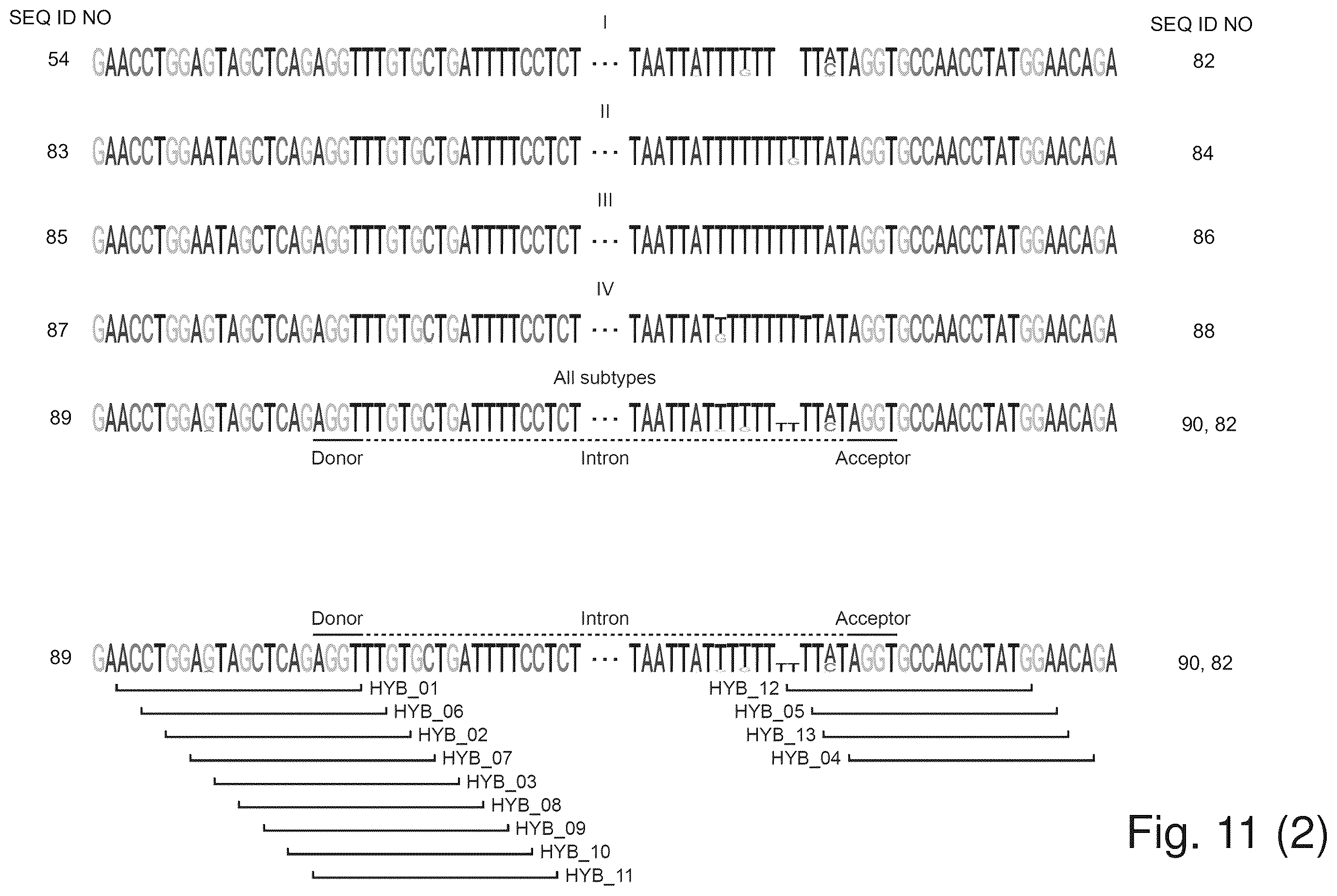Patent US12480122 Figure 17 – Inhibition of polyomavirus replication