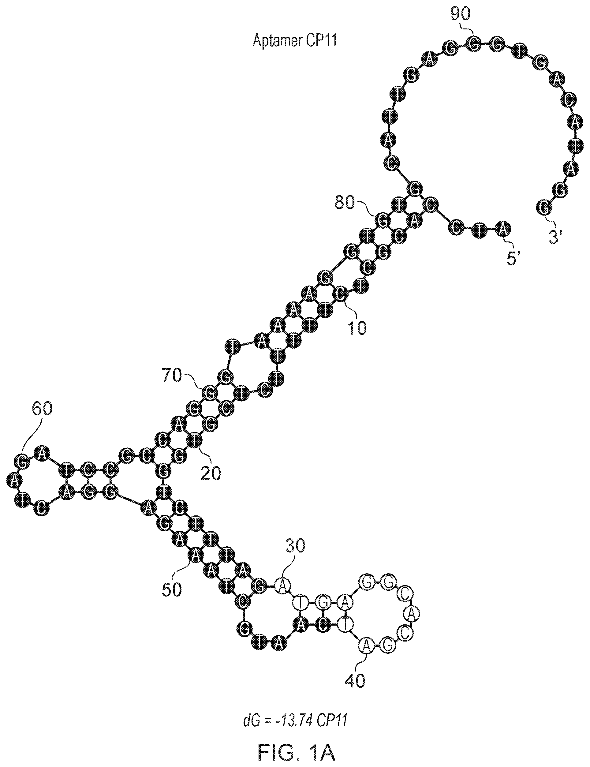 Patent US12480130 Figure 1 – Aptamer against irinotecan
