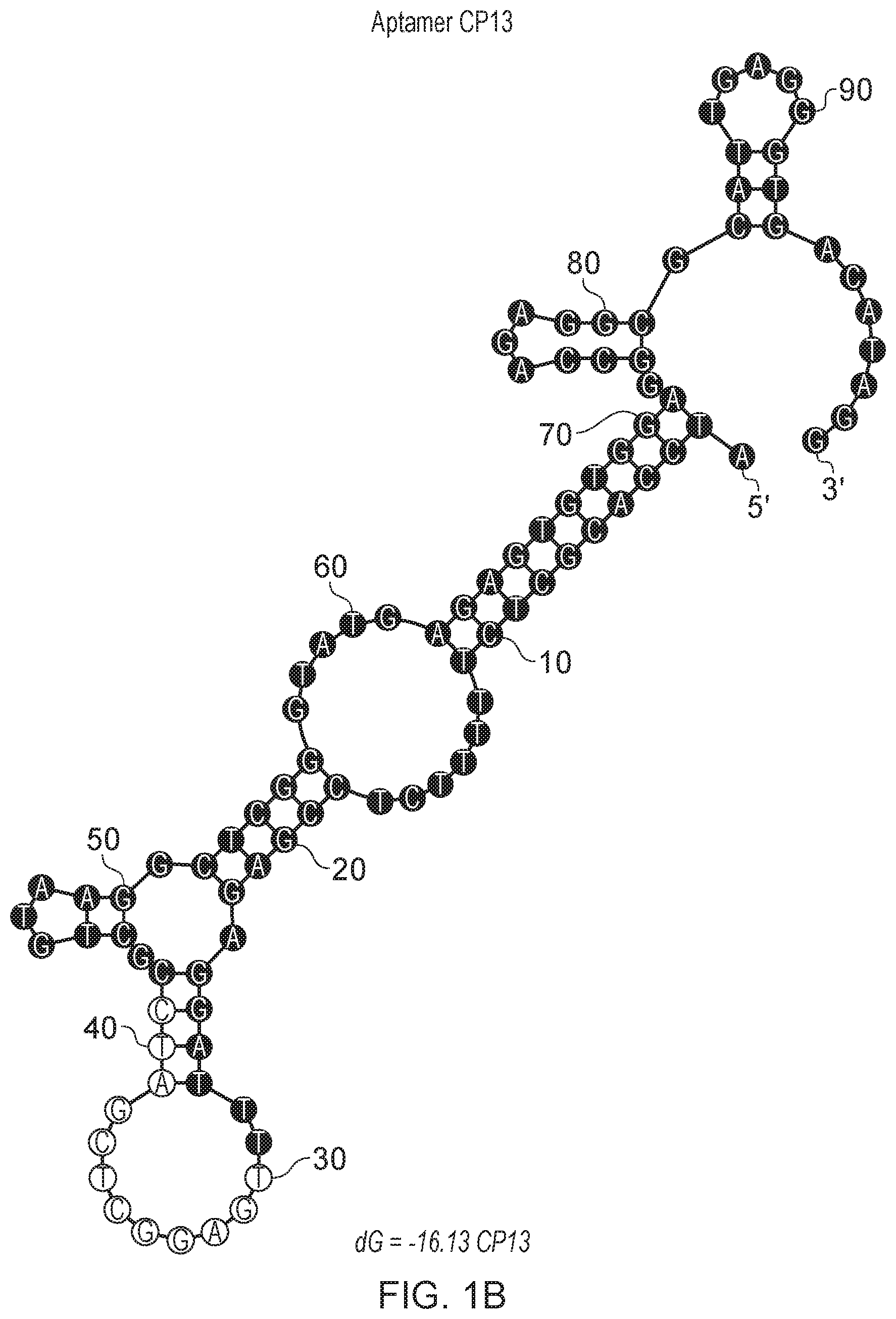Patent US12480130 Figure 2 – Aptamer against irinotecan