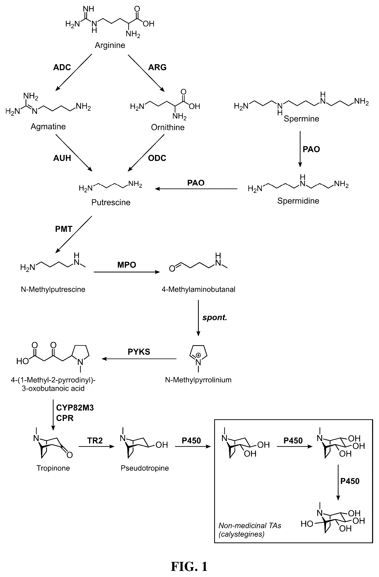 Patent US12480131 — Tropane alkaloid (TA) producing non-plant host cells, and methods of making and using the same — Figure 1