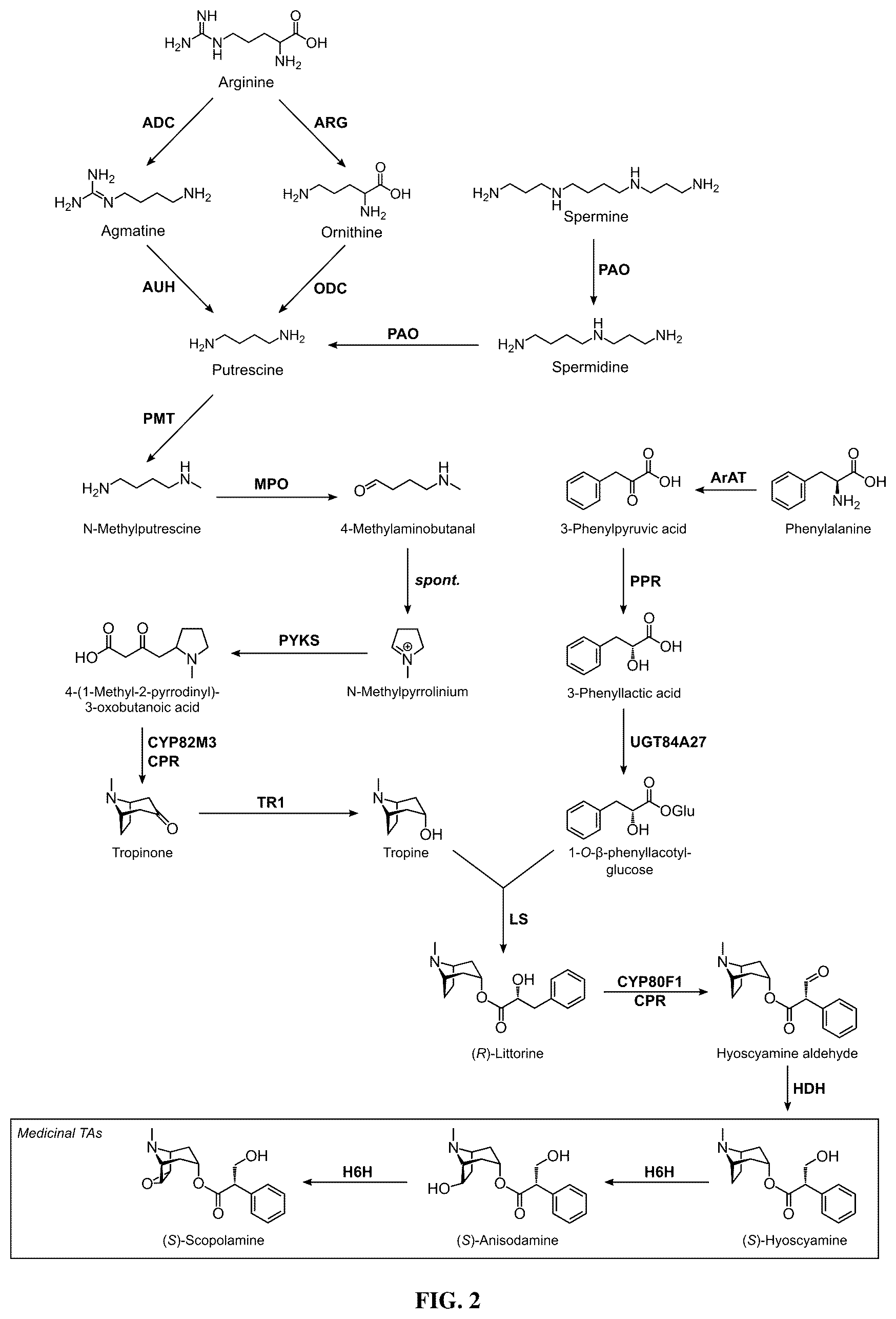 Patent US12480131 Figure 2 – Tropane alkaloid (TA) producing non-plant host cells, and methods of making and using the same